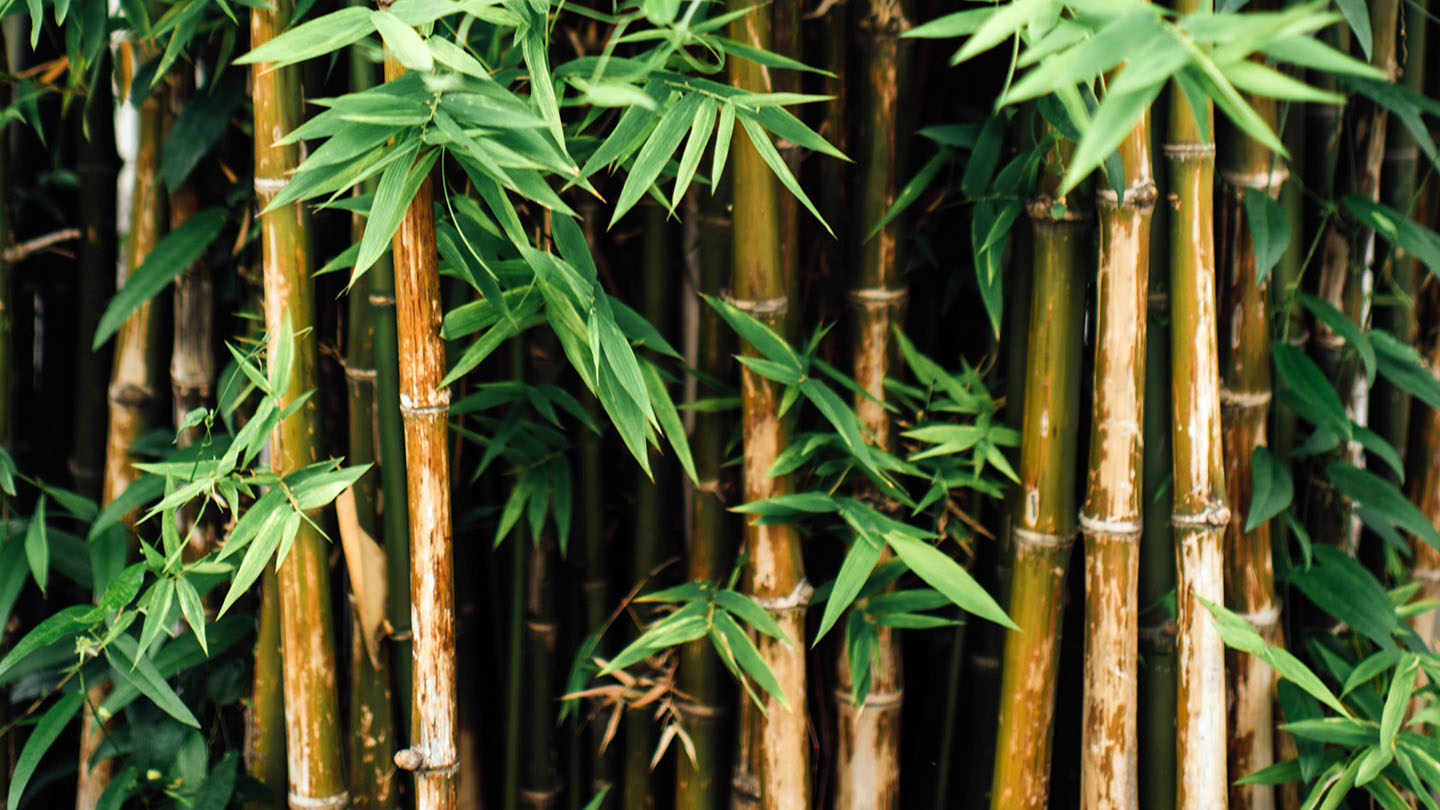 Бархатный бамбук