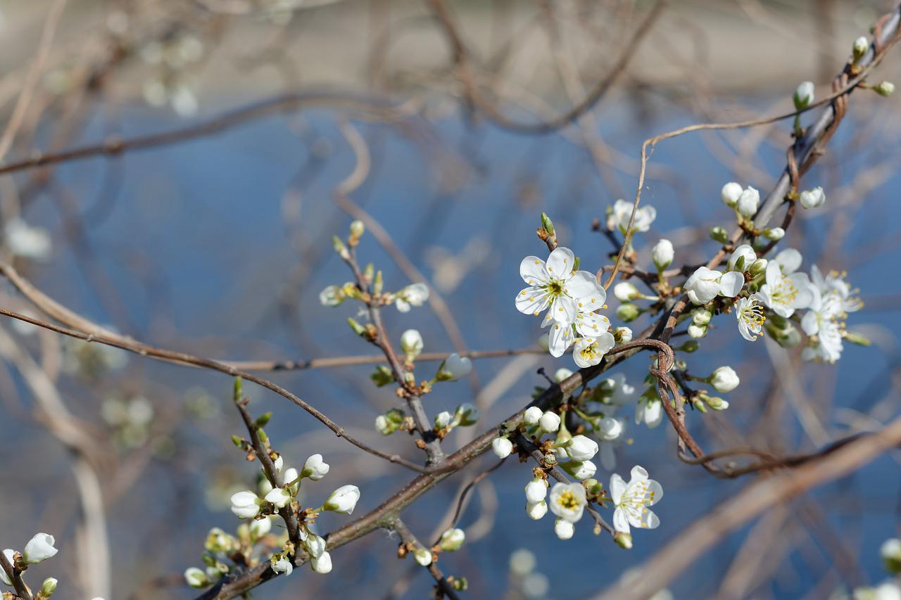 Prunus spinosa цветение