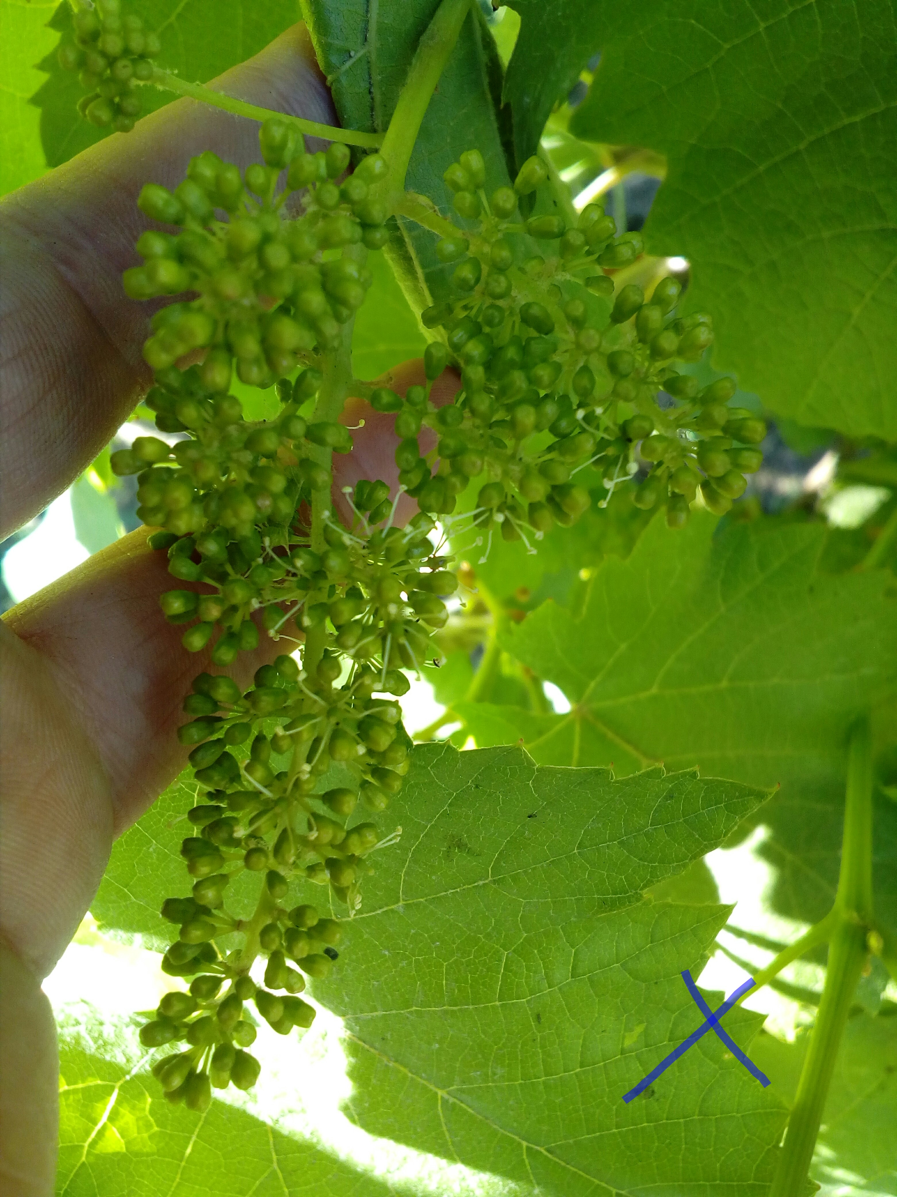 Соцветие винограда