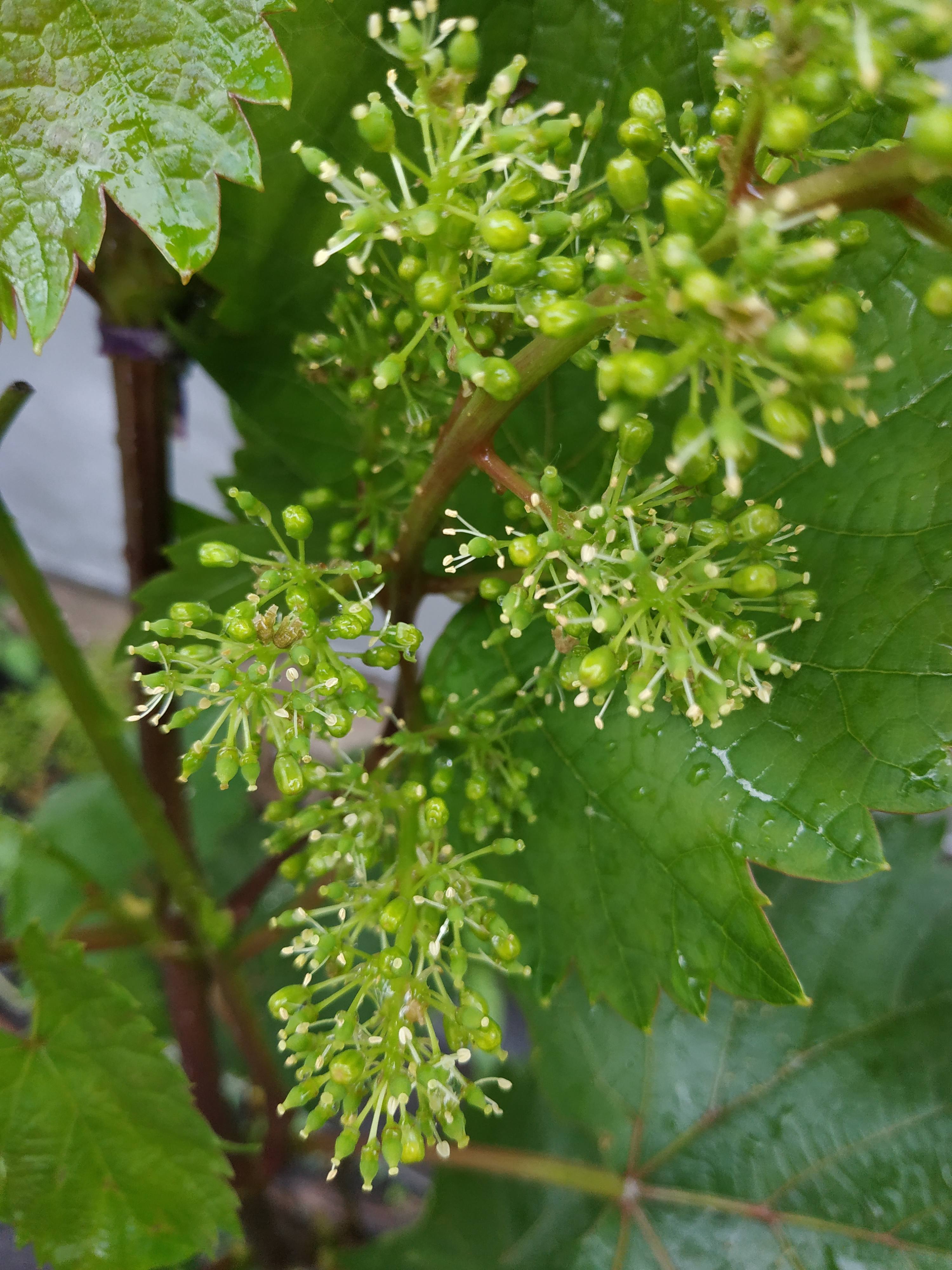 Виноград Амурский цветение