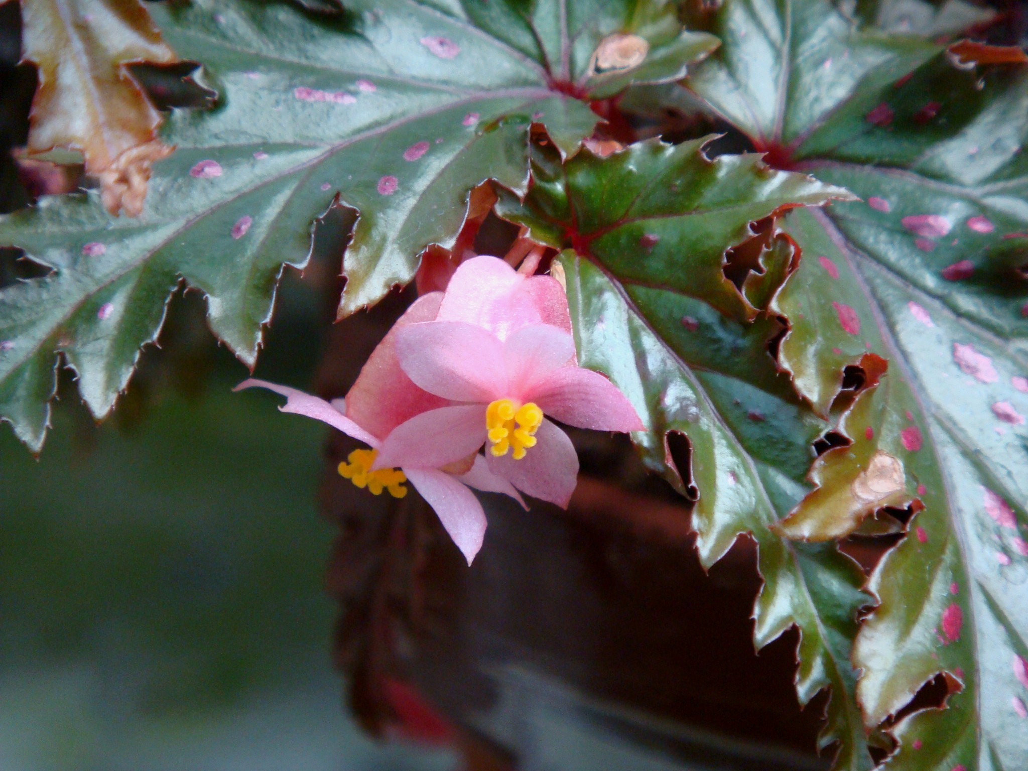 Бегония соланантера (Begonia solananthera)