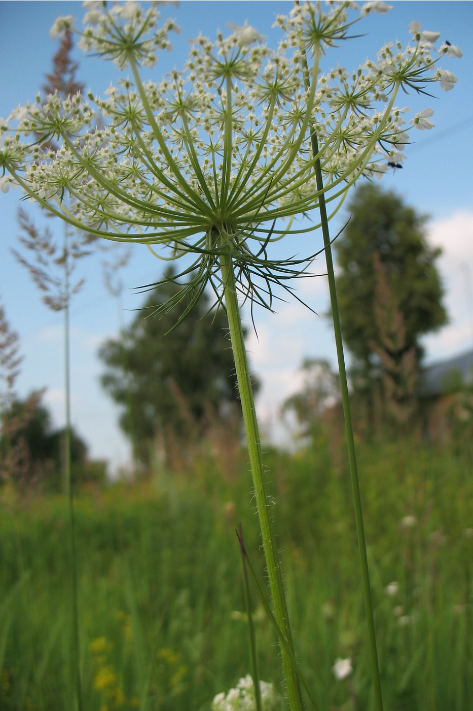 Daucus carota цветок