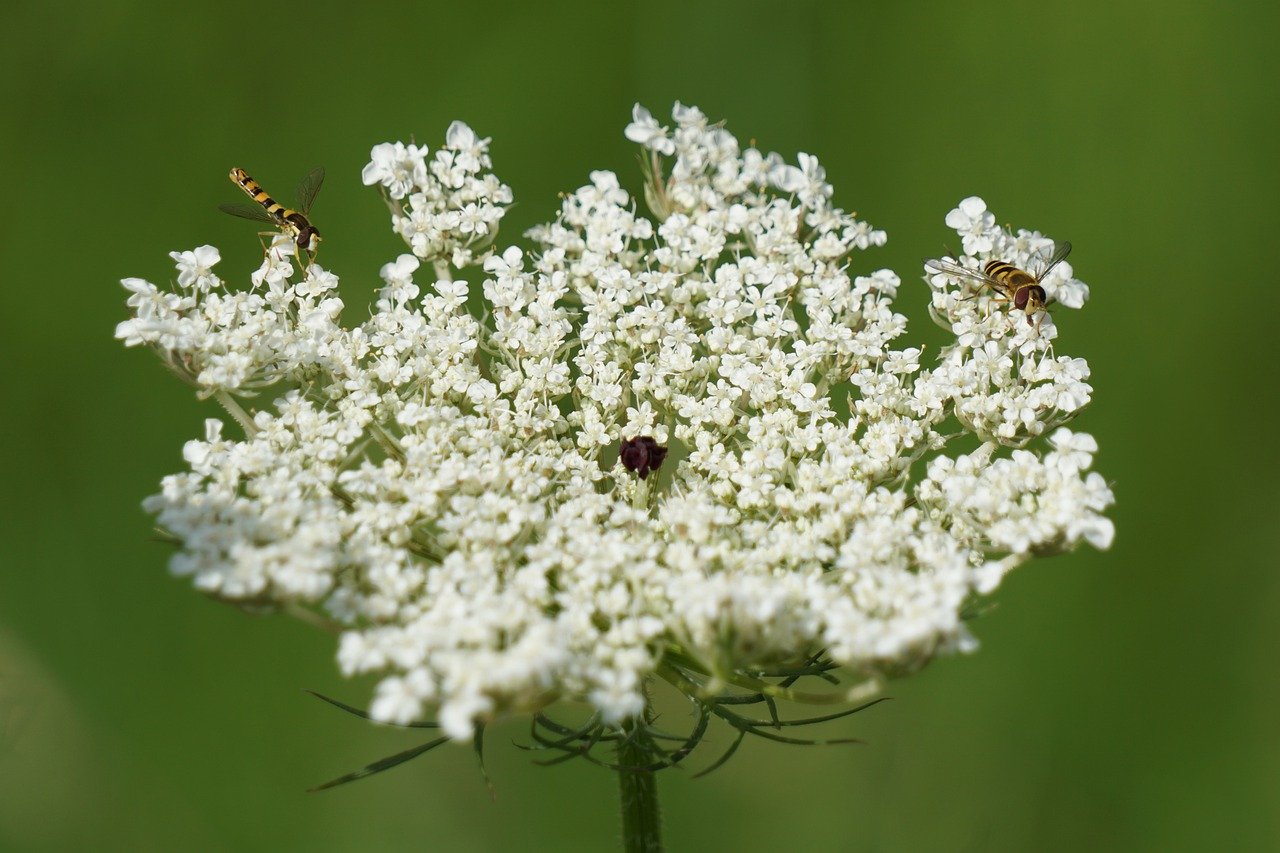 Daucus carota цветок