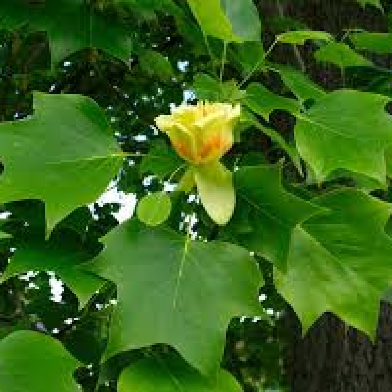 Тюльпанное дерево (Лириодендрон)