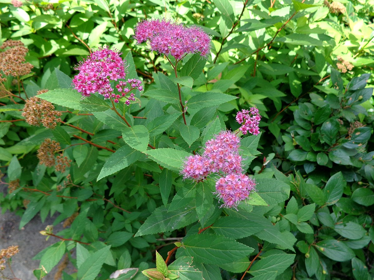 Spiraea japonica Anthony Waterer