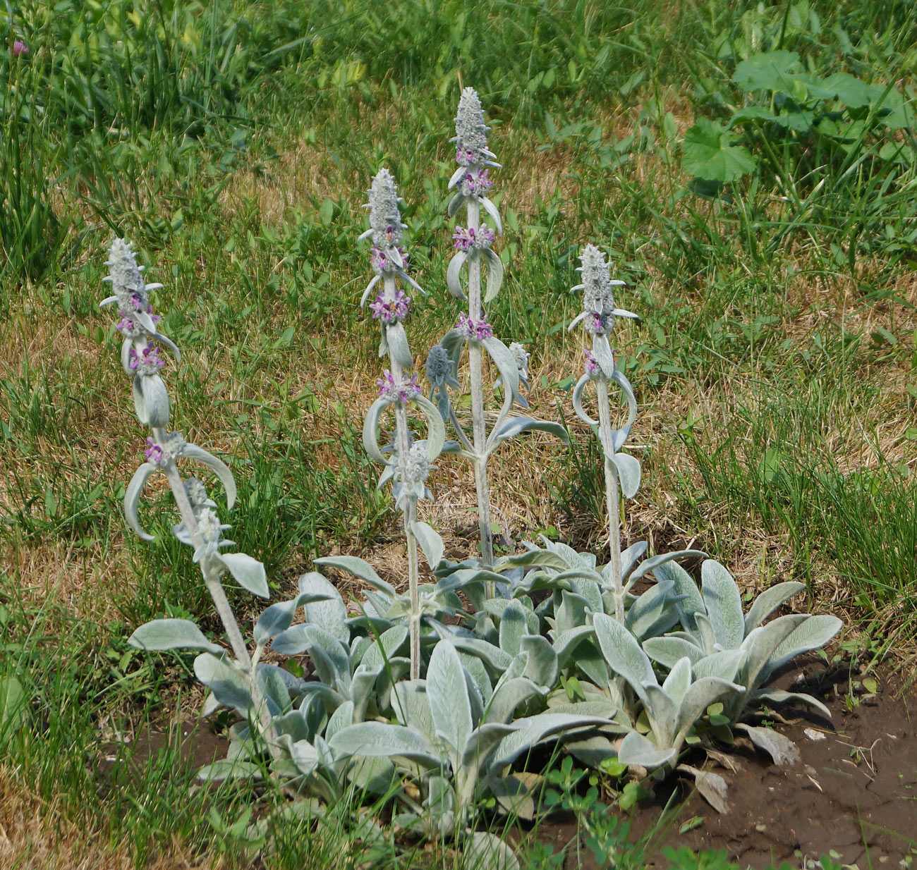 Чистец Византийский (Stachys byzantina)