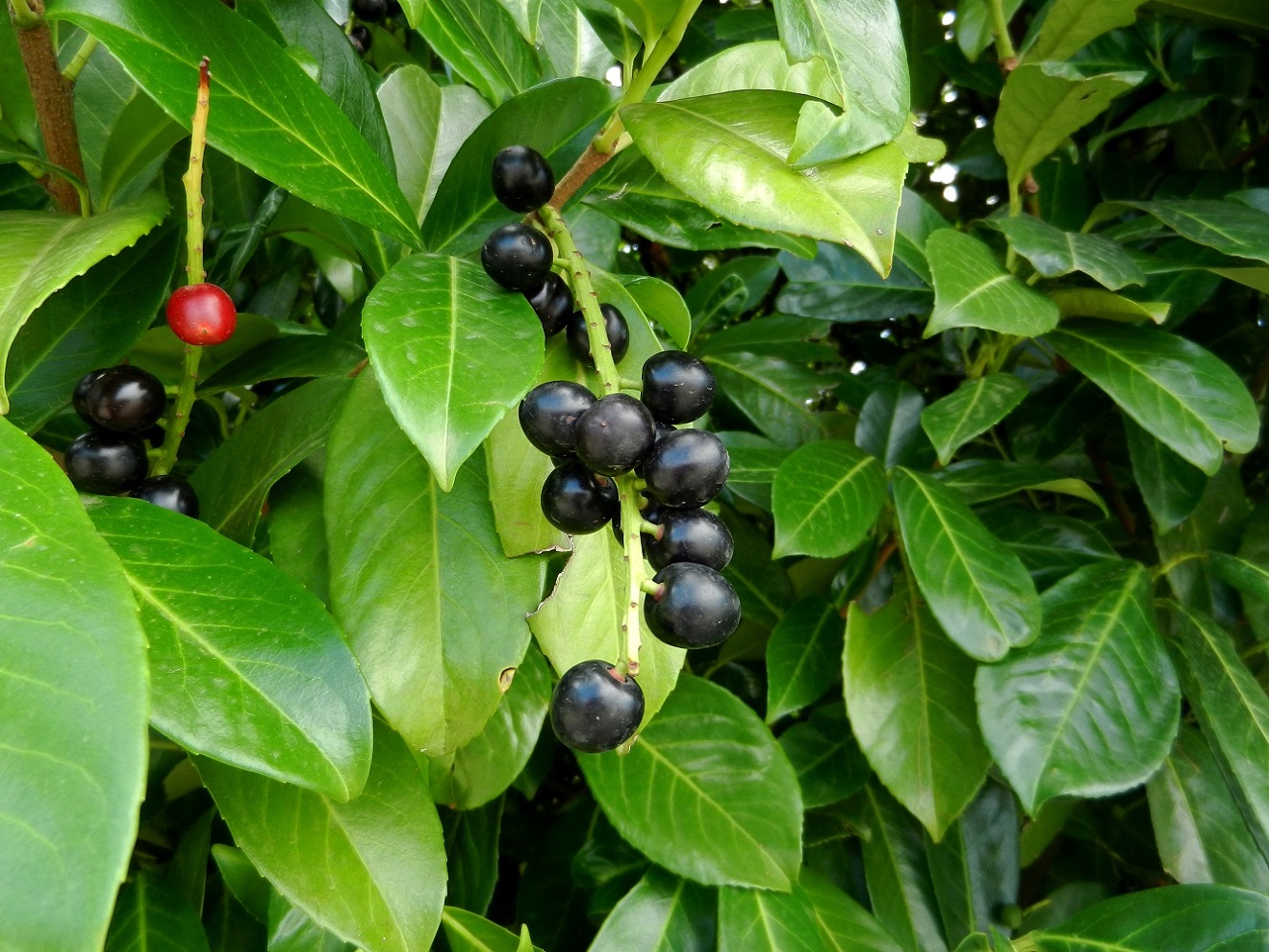 Лавровишня (Prunus laurocerasus).