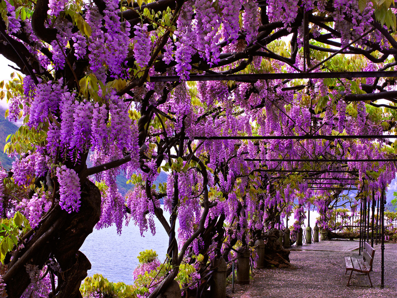 Цветущие Деревья Италия
