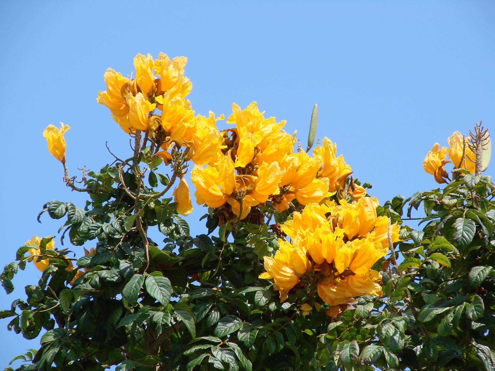 Бразильское тюльпановое дерево
