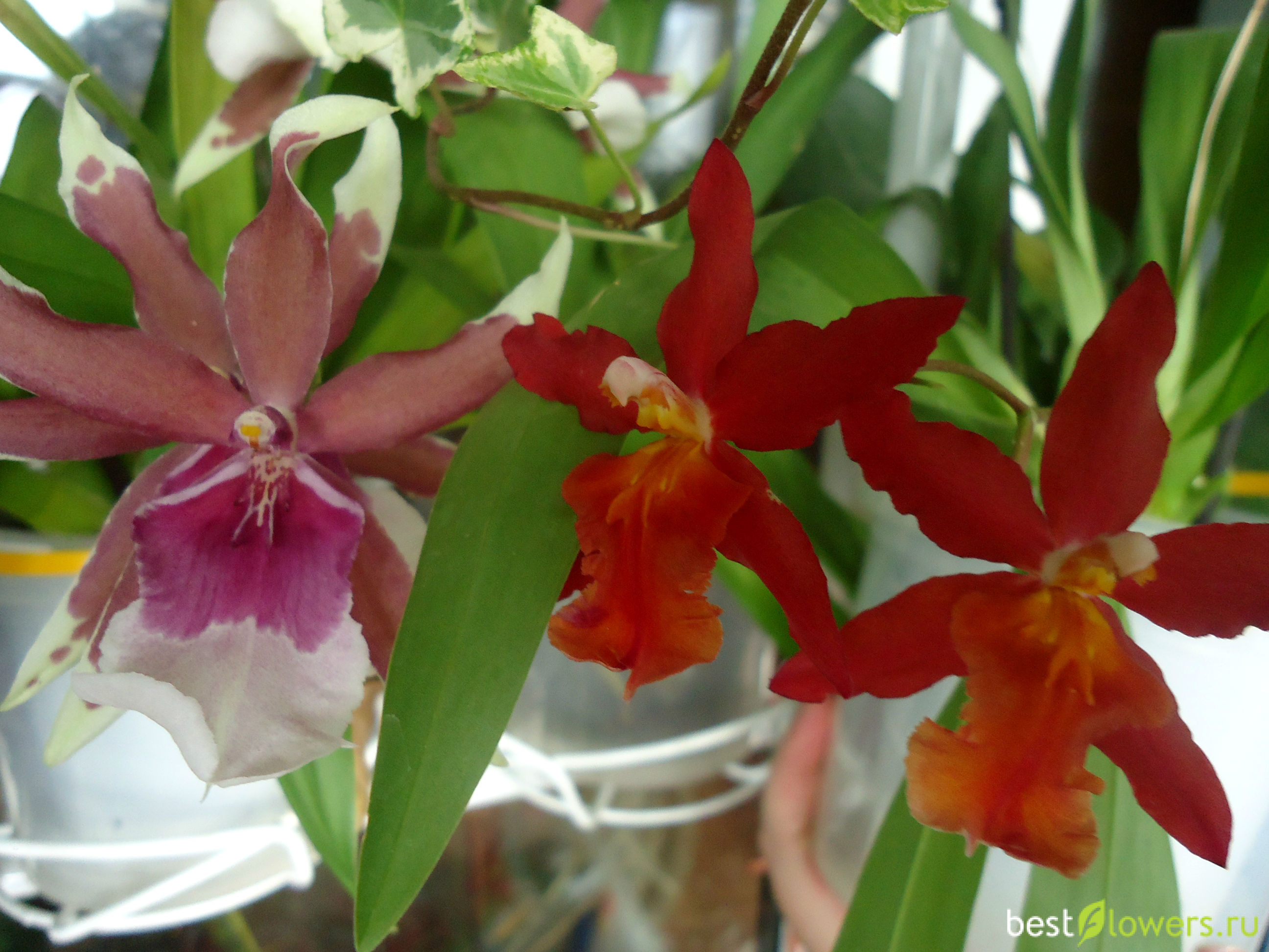 Орхидея Камри цветение