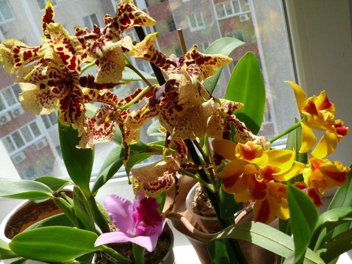 Орхидея онцидиум тигровый