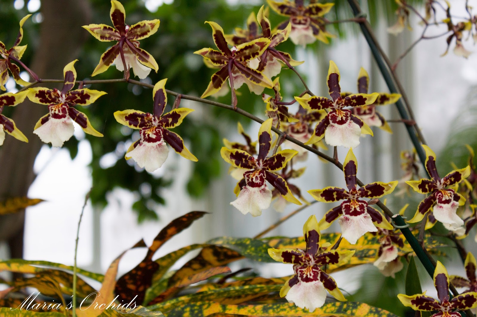 Орхидея Камбрия колманара