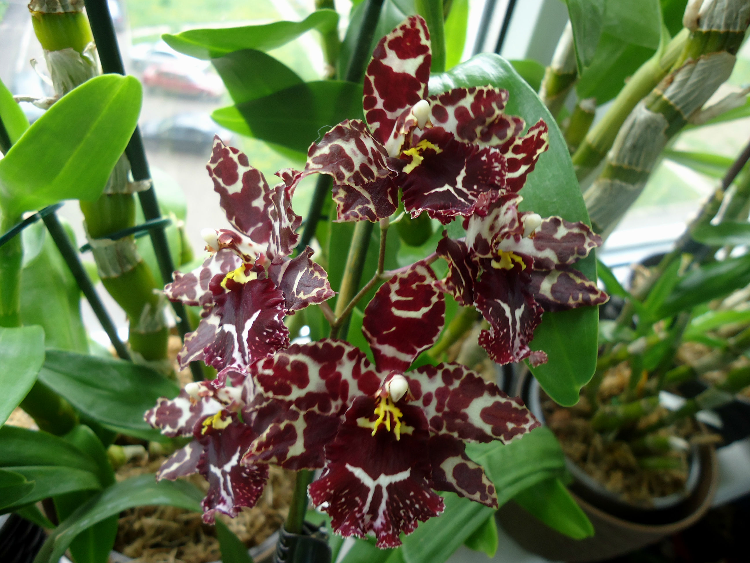 Орхидея Камбрия бордовая