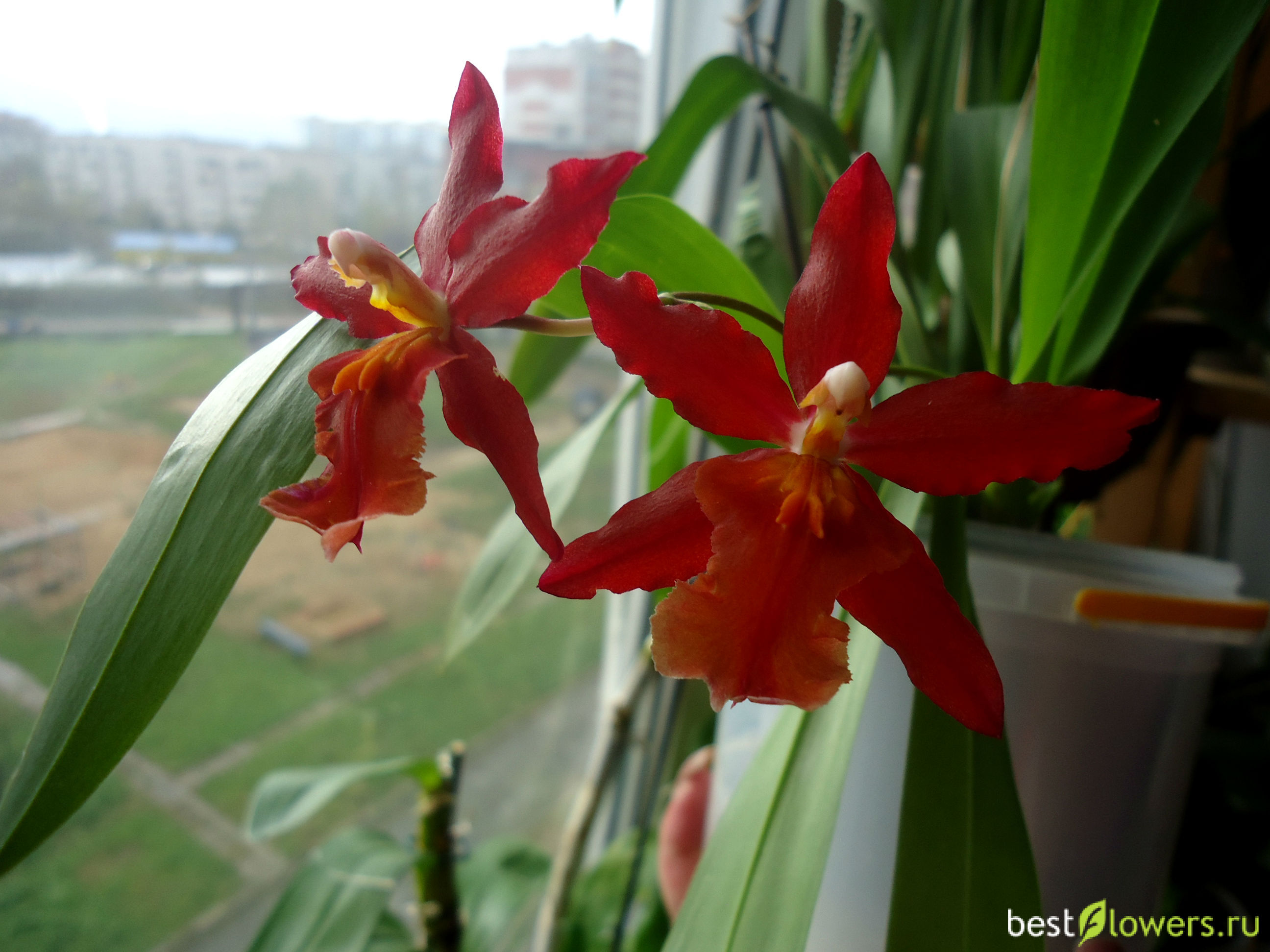 Орхидея Камбрия красная
