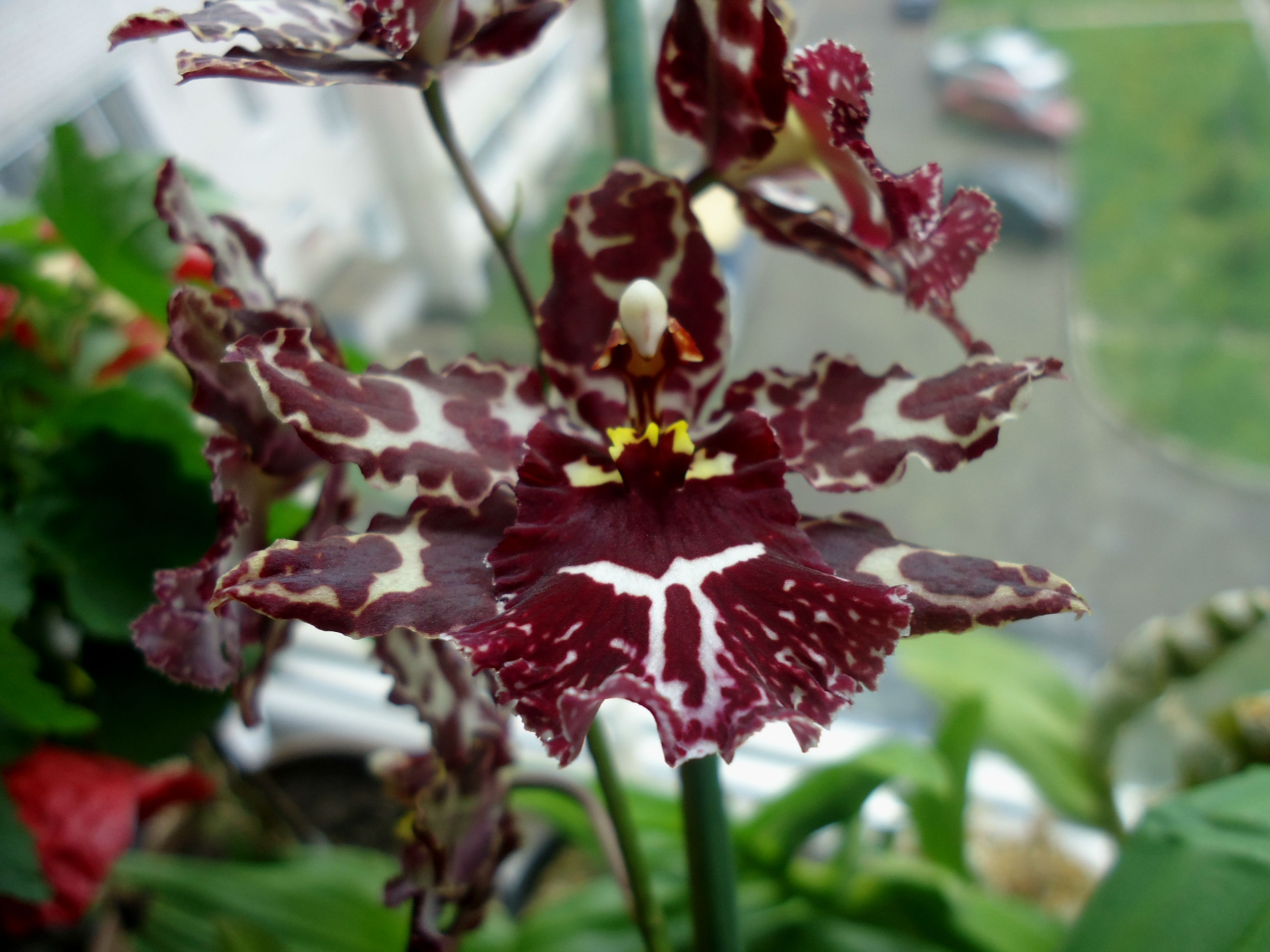 Орхидея Камбрия Одонтиода