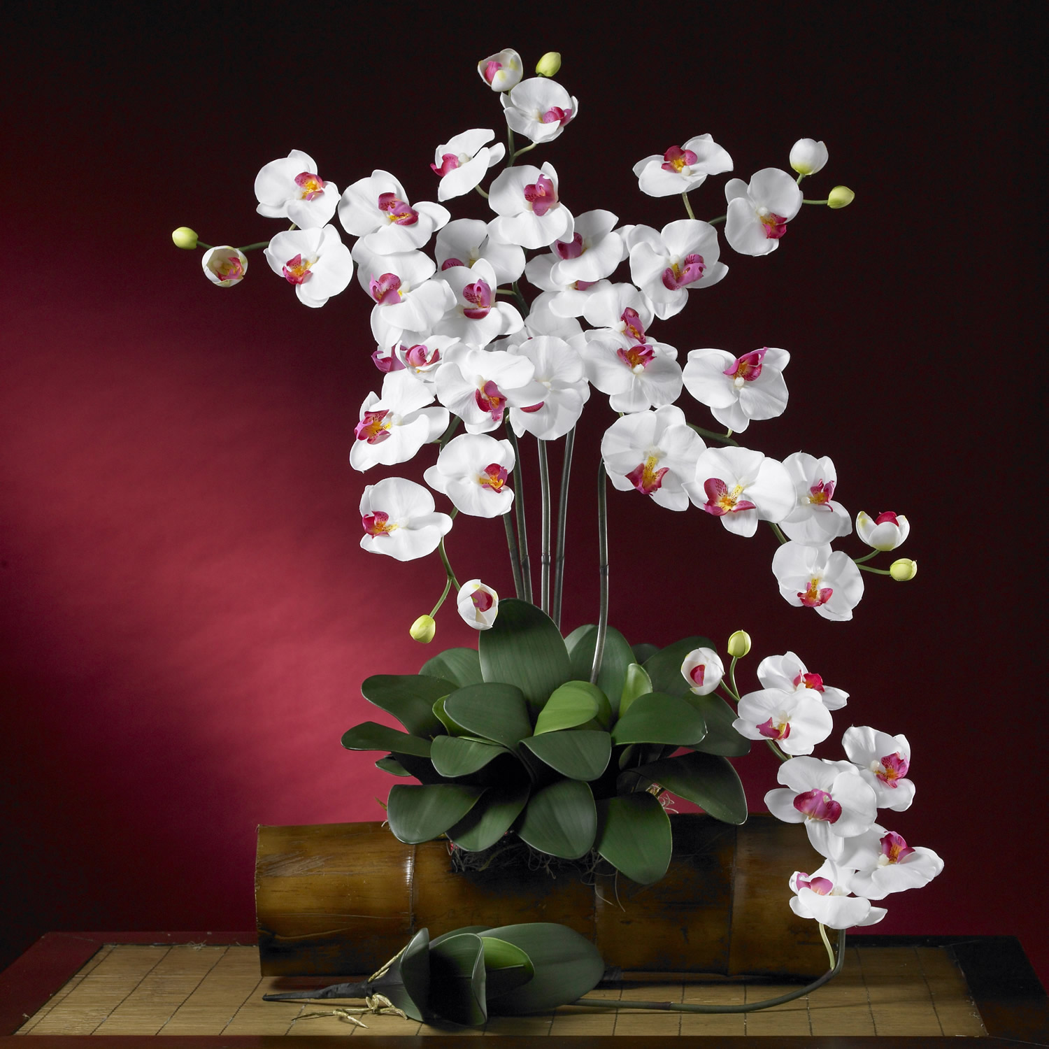 Орхидея Льюис Сакура