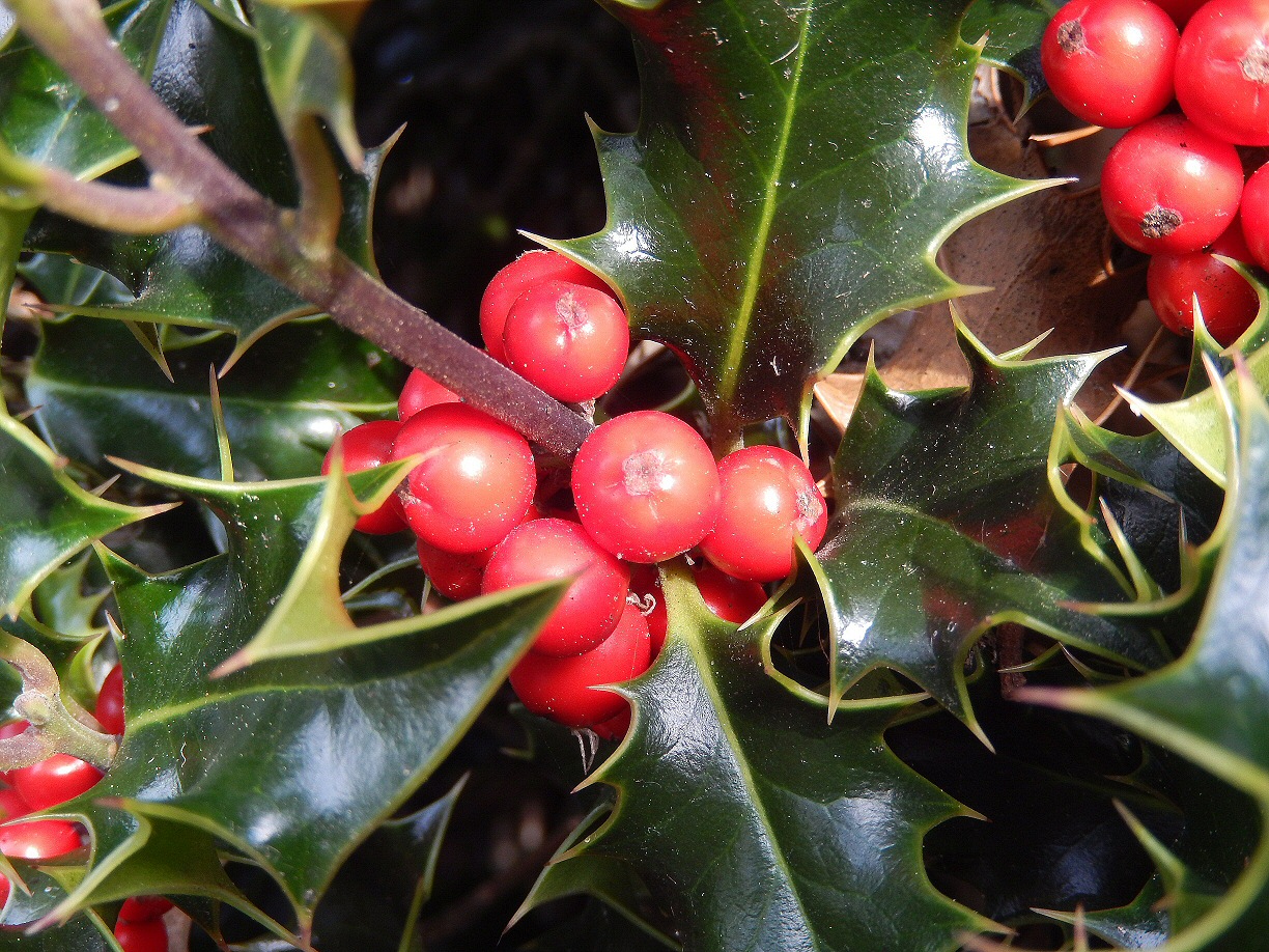 Падуб обыкновенный (Ilex aquifolium);