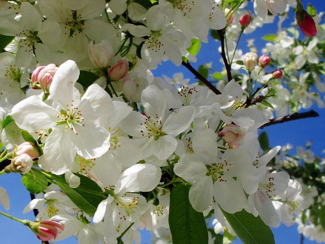 Коломенское Весна цветение яблонь сверху
