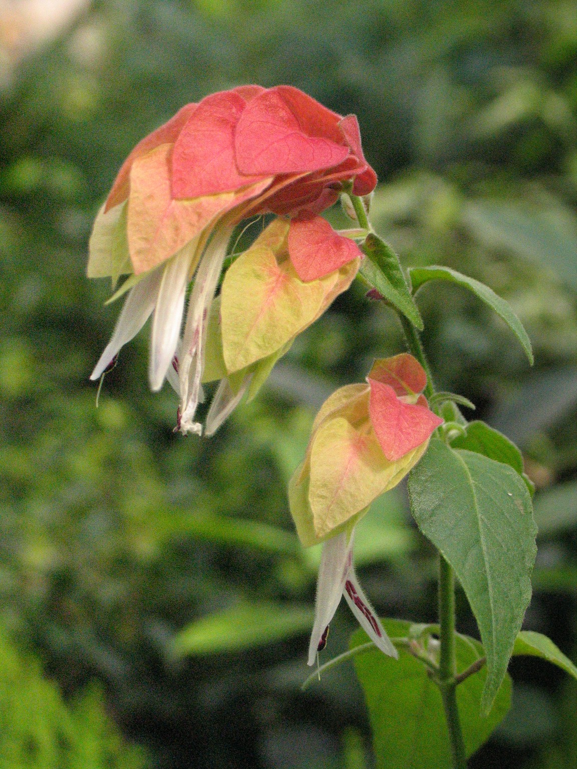 белопероне цветок фото уход