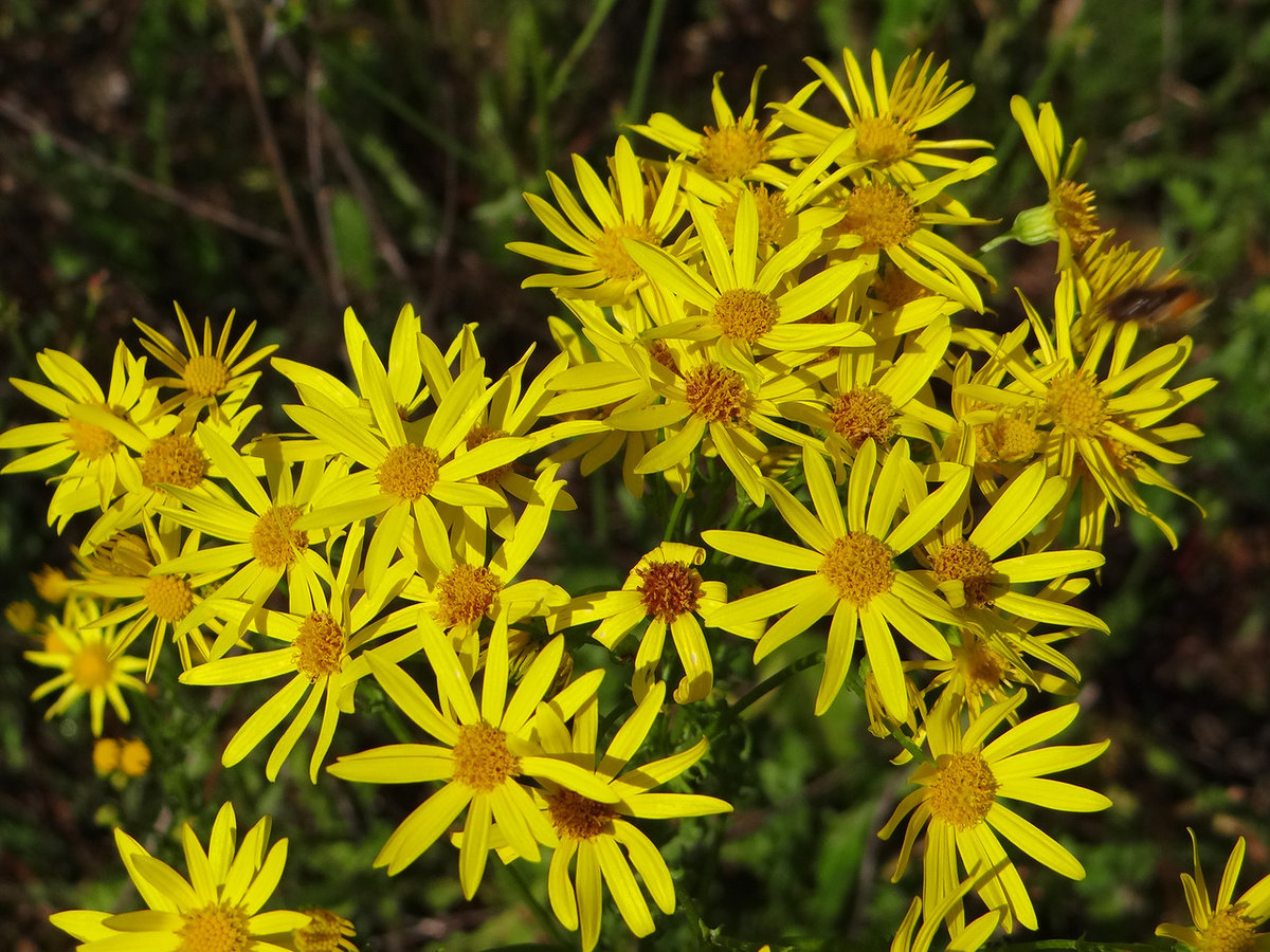 Крестовник Якова Senecio jacobaea