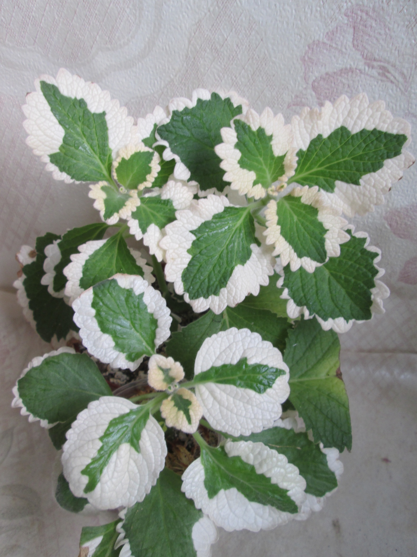 Plectranthus tomentosa