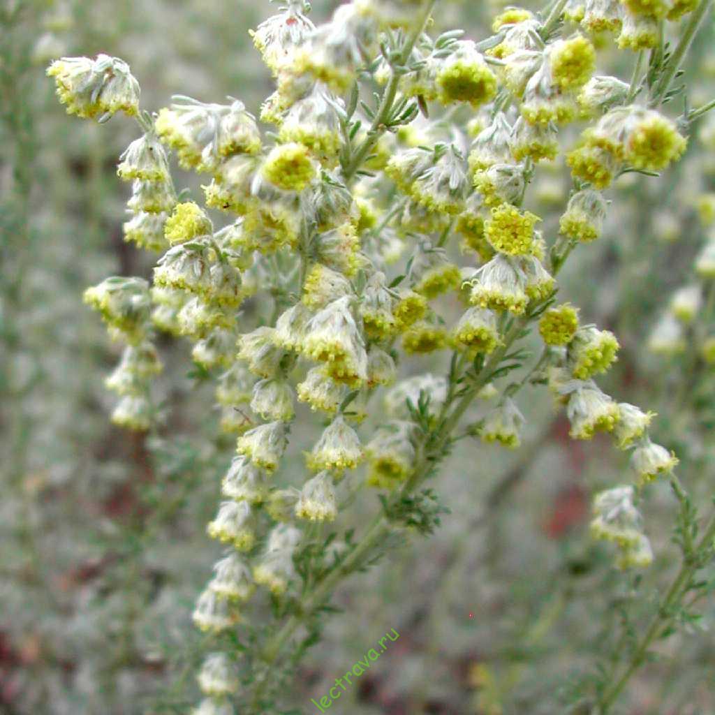 Полынь холодная Artemisia frigida