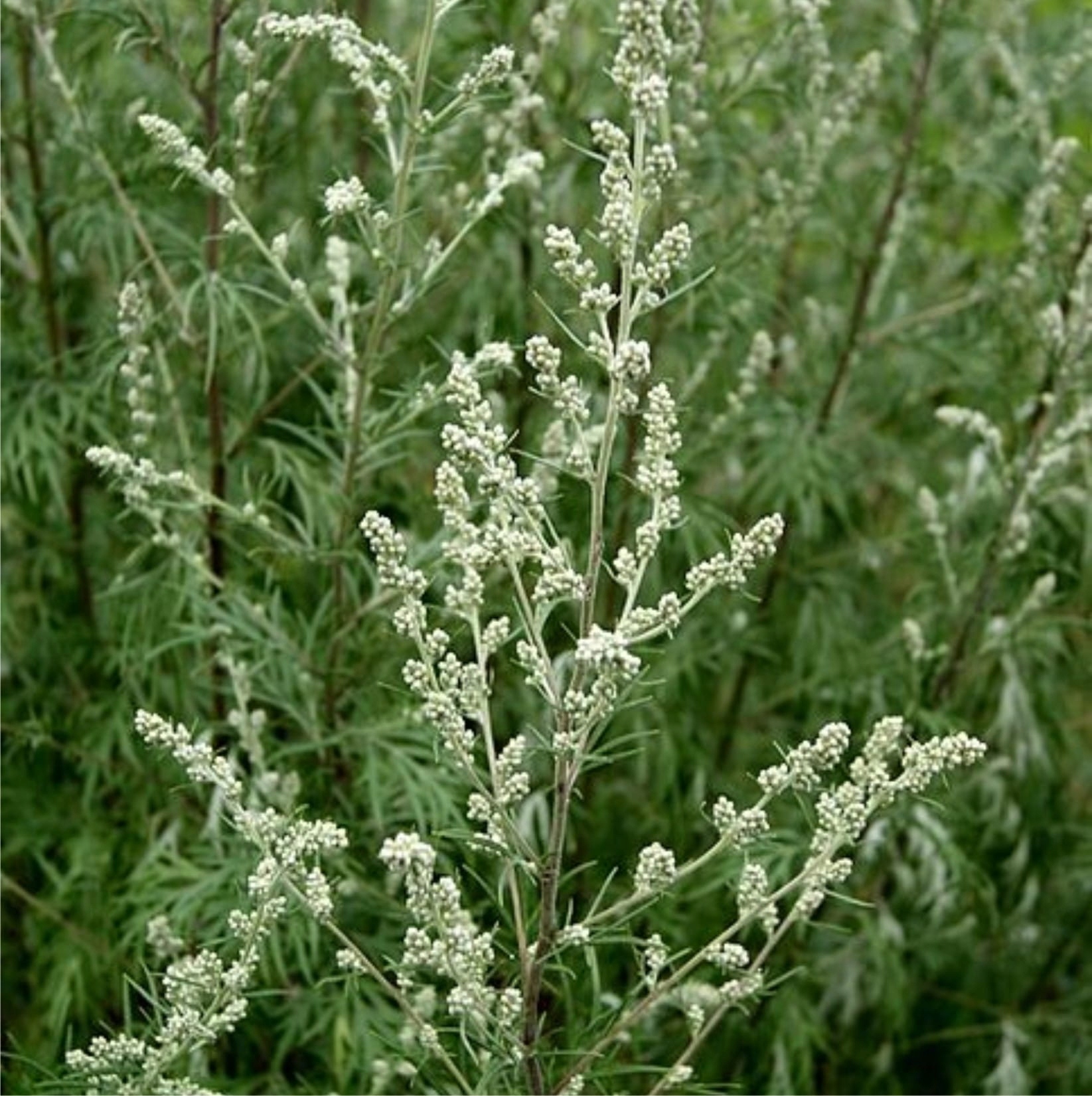 Полынь обыкновенная (Artemisia vulgaris)