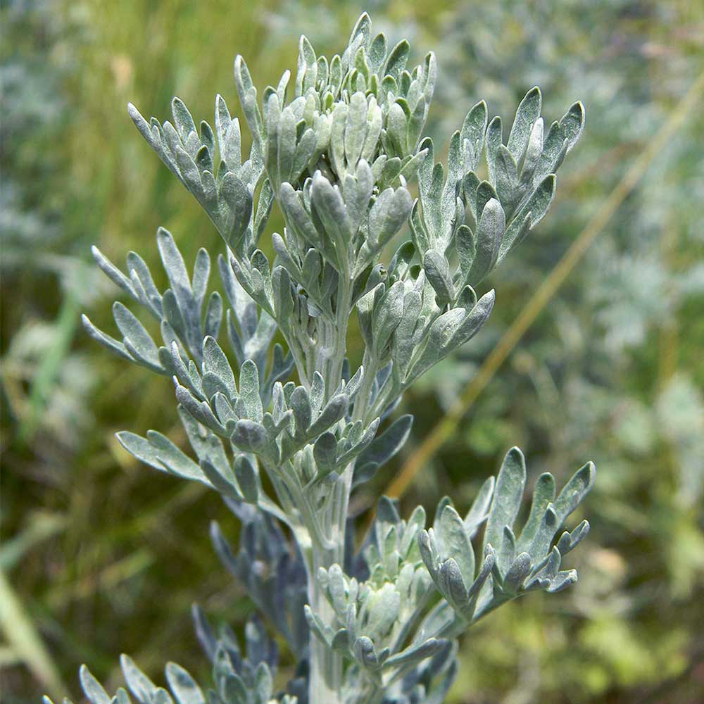 Полынь горькая (Artemisia absinthium)