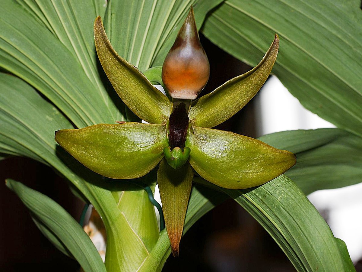 Катасетумная Орхидея
