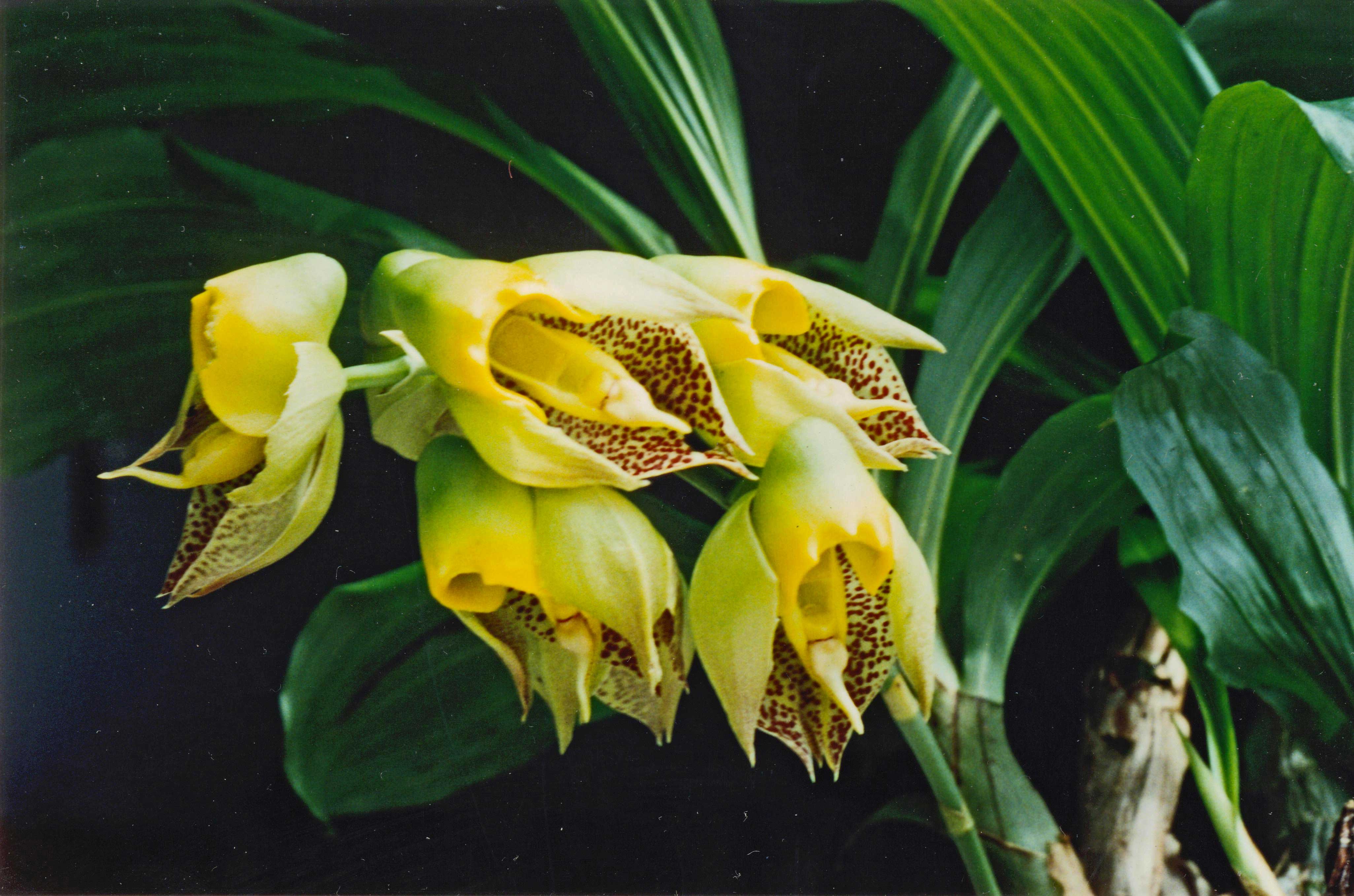 Катасетум Орхидея
