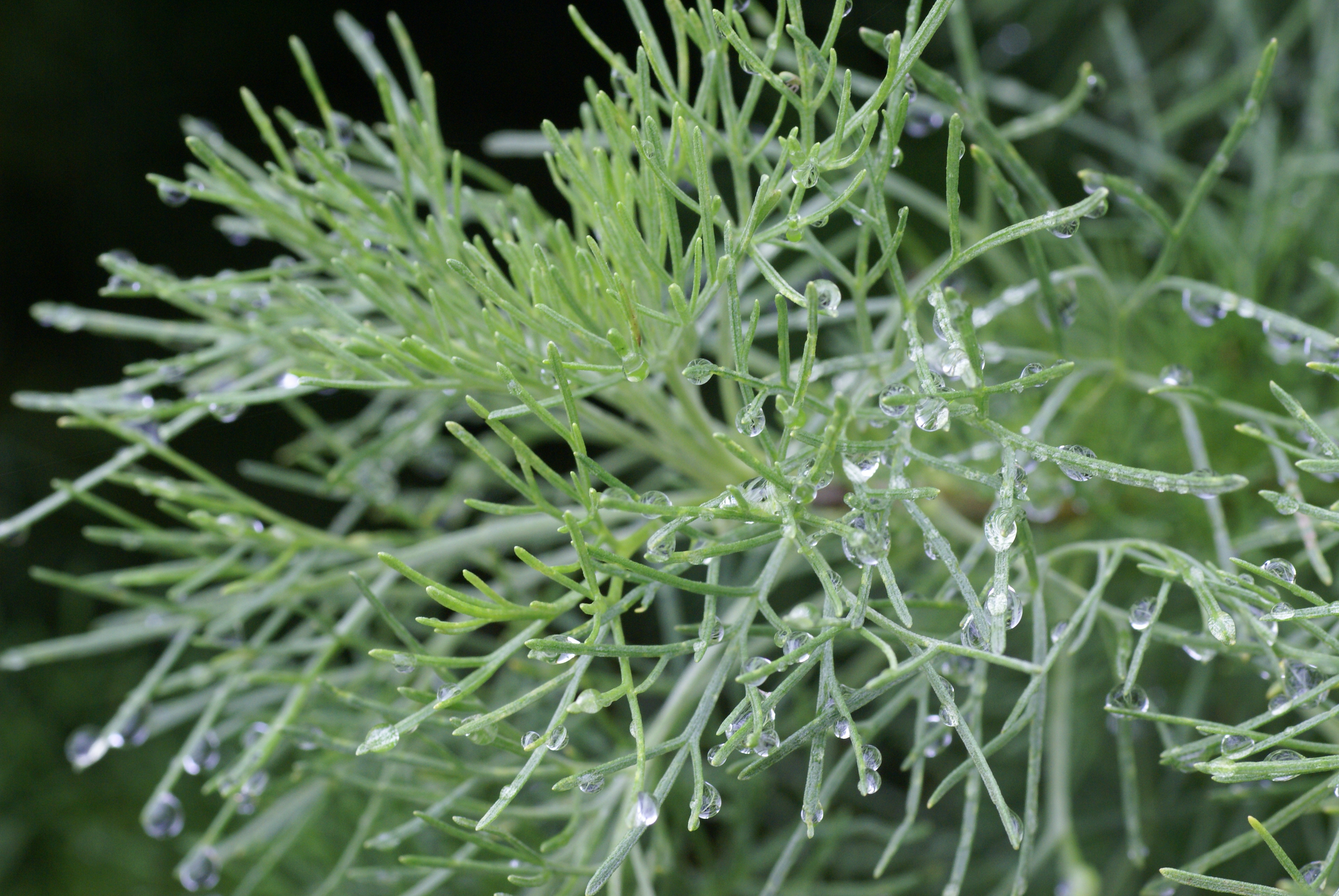 Древовидная Полынь Artemisia abrotanum