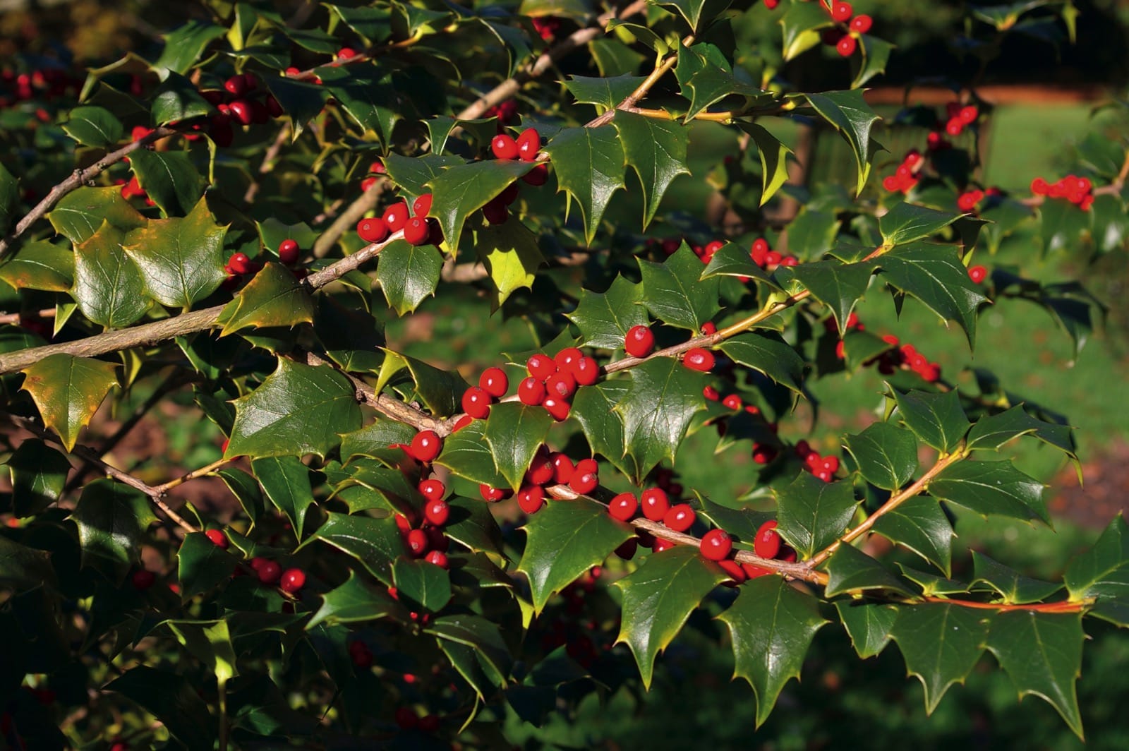 Падуб Парагвайский Ilex paraguariensis