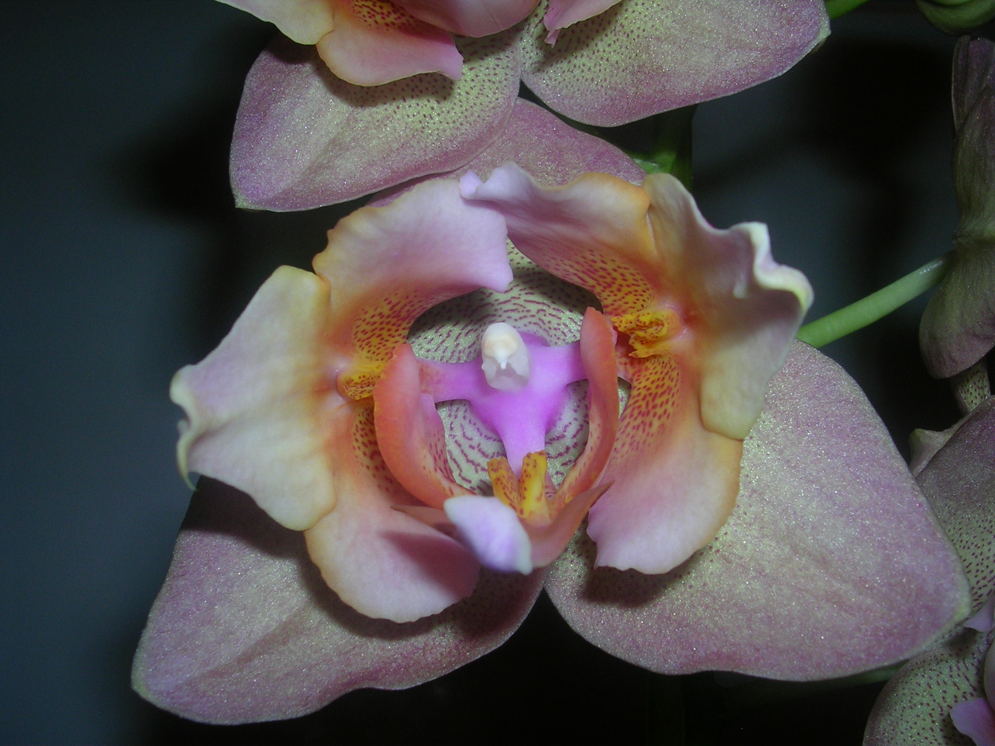 Орхидея Каида пелорик