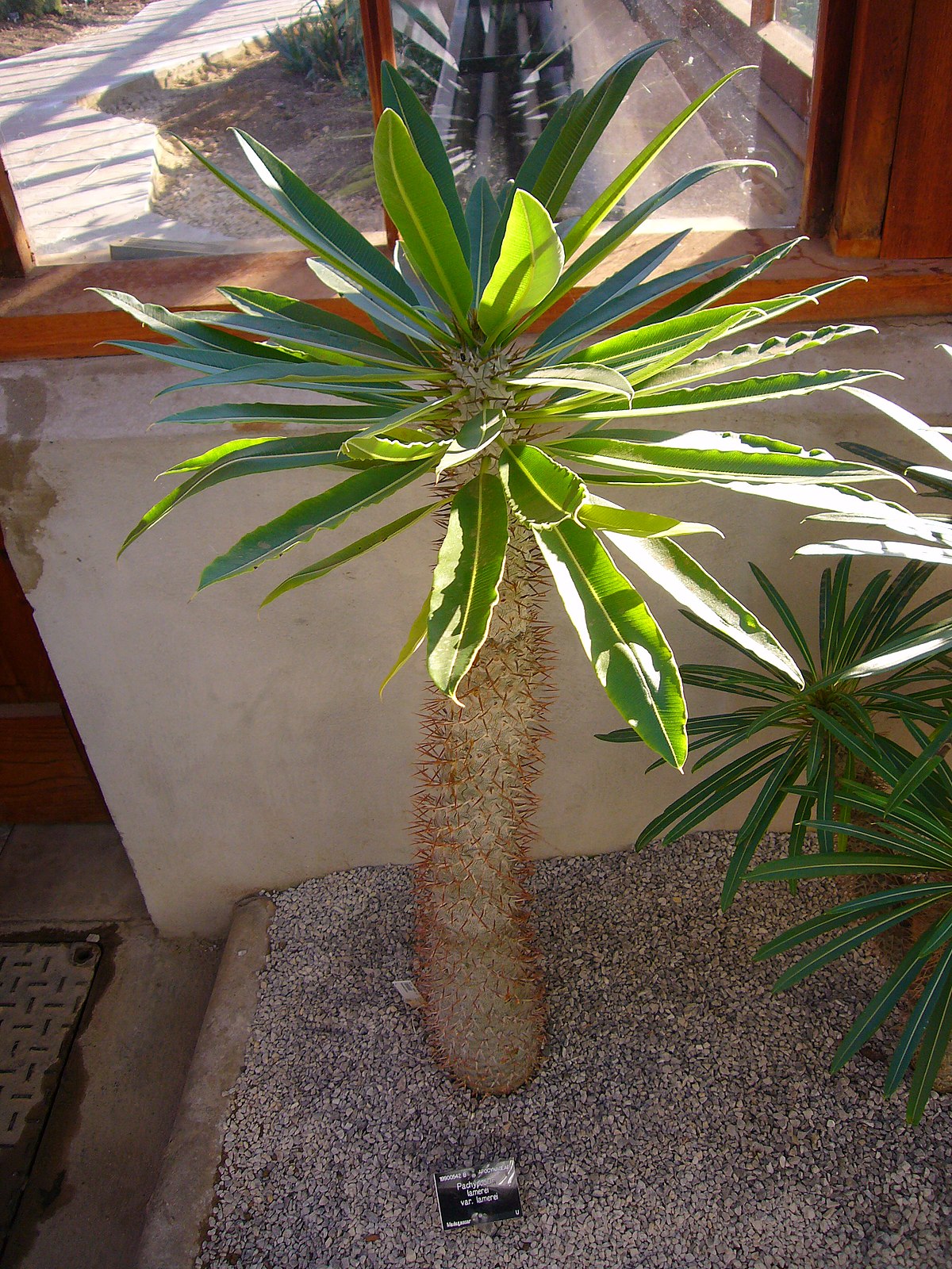 Мадагаскарская Пальма