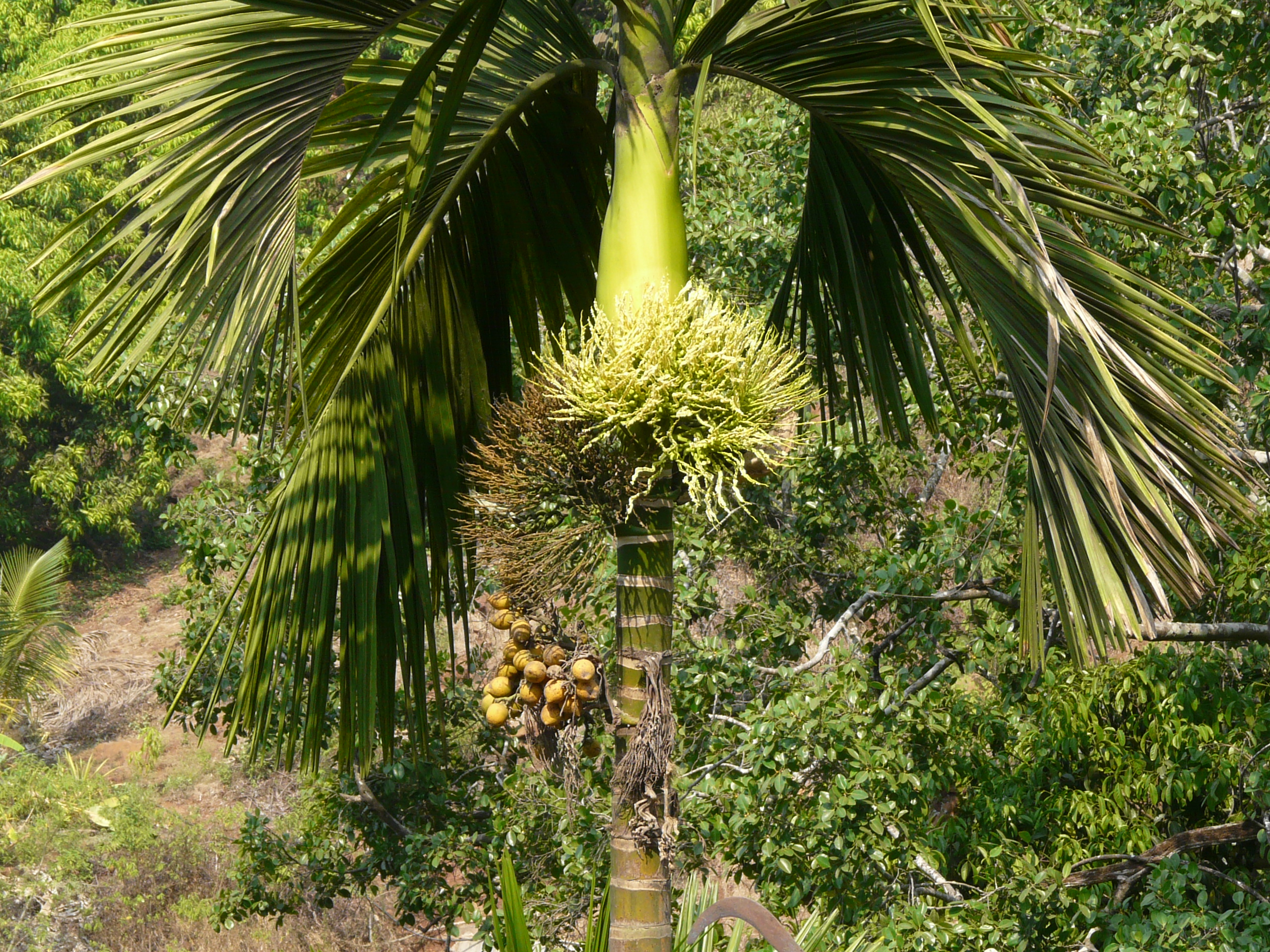 Мадагаскарская Пальма Tahina