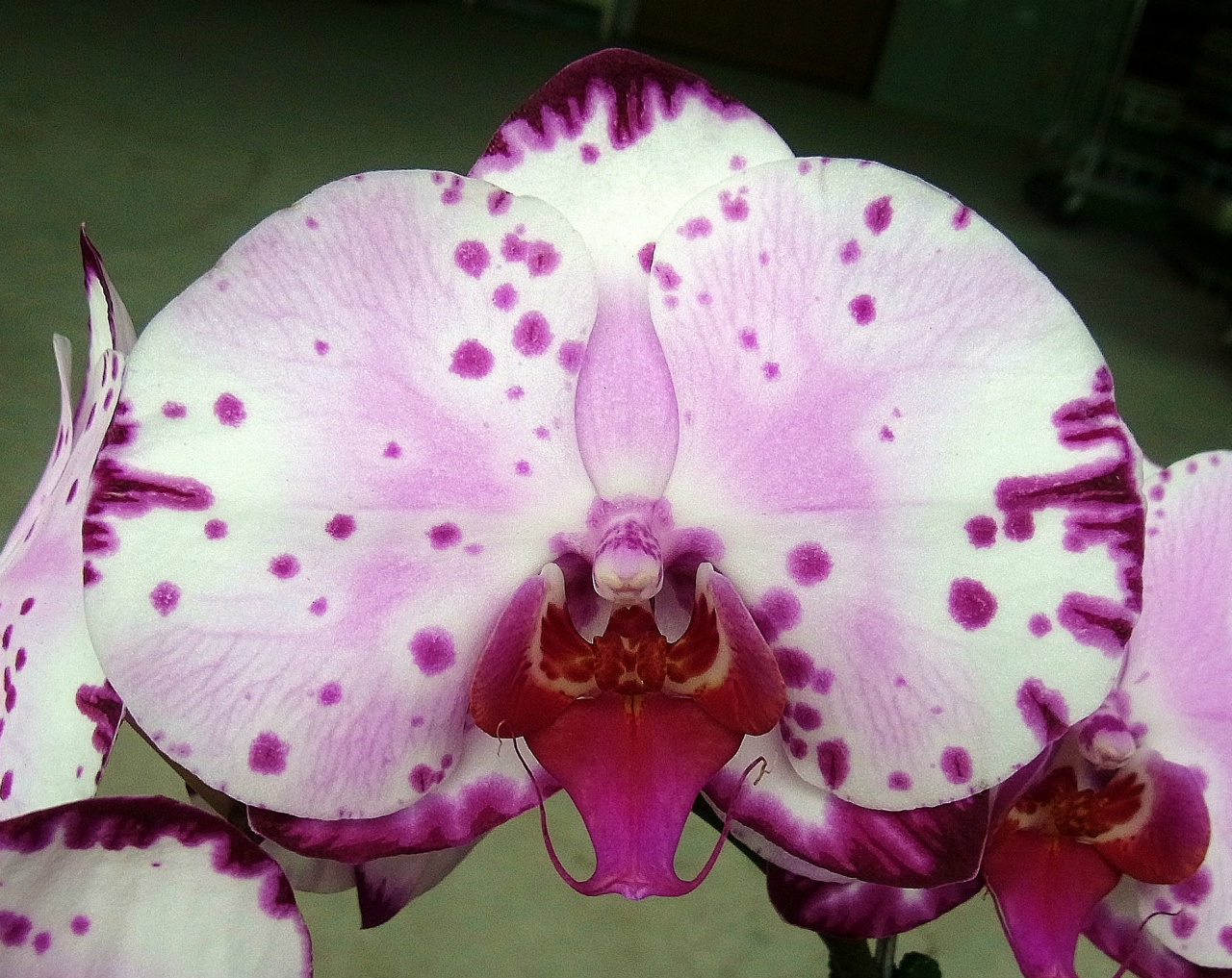 Орхидея Phal. Gan Lin Fairy