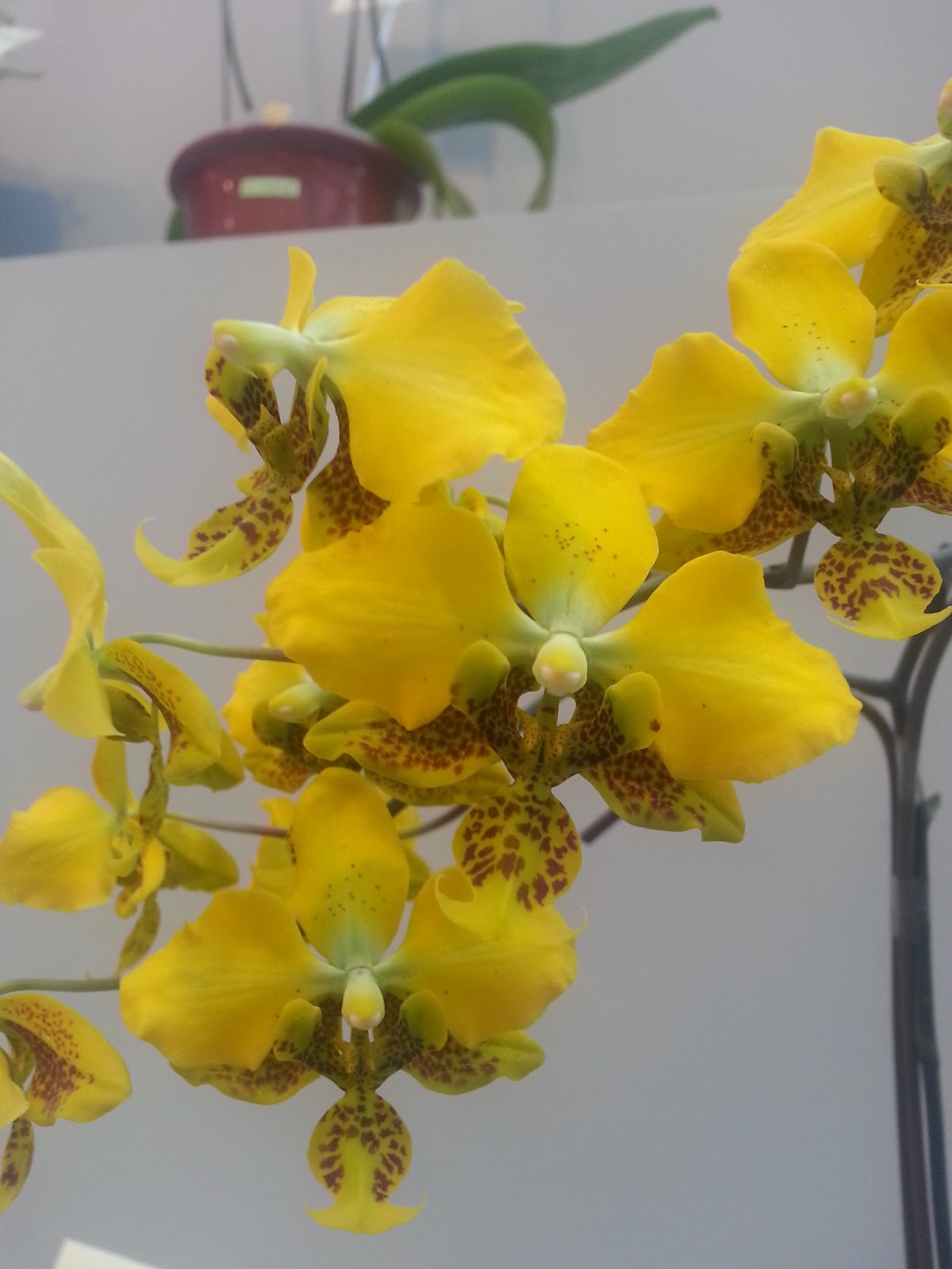 сого шито орхидея фото
