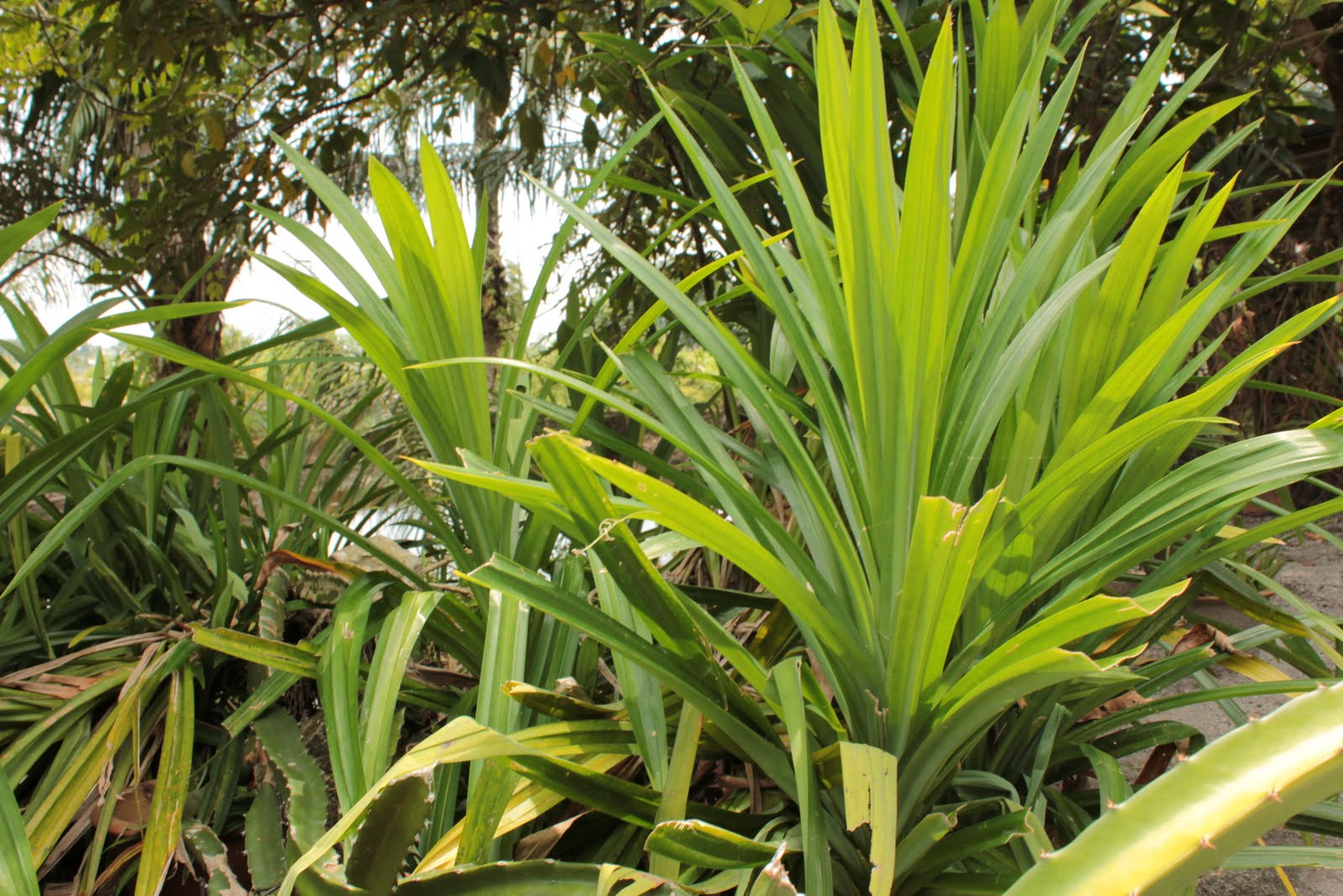 Pandanus amaryllifolius растение