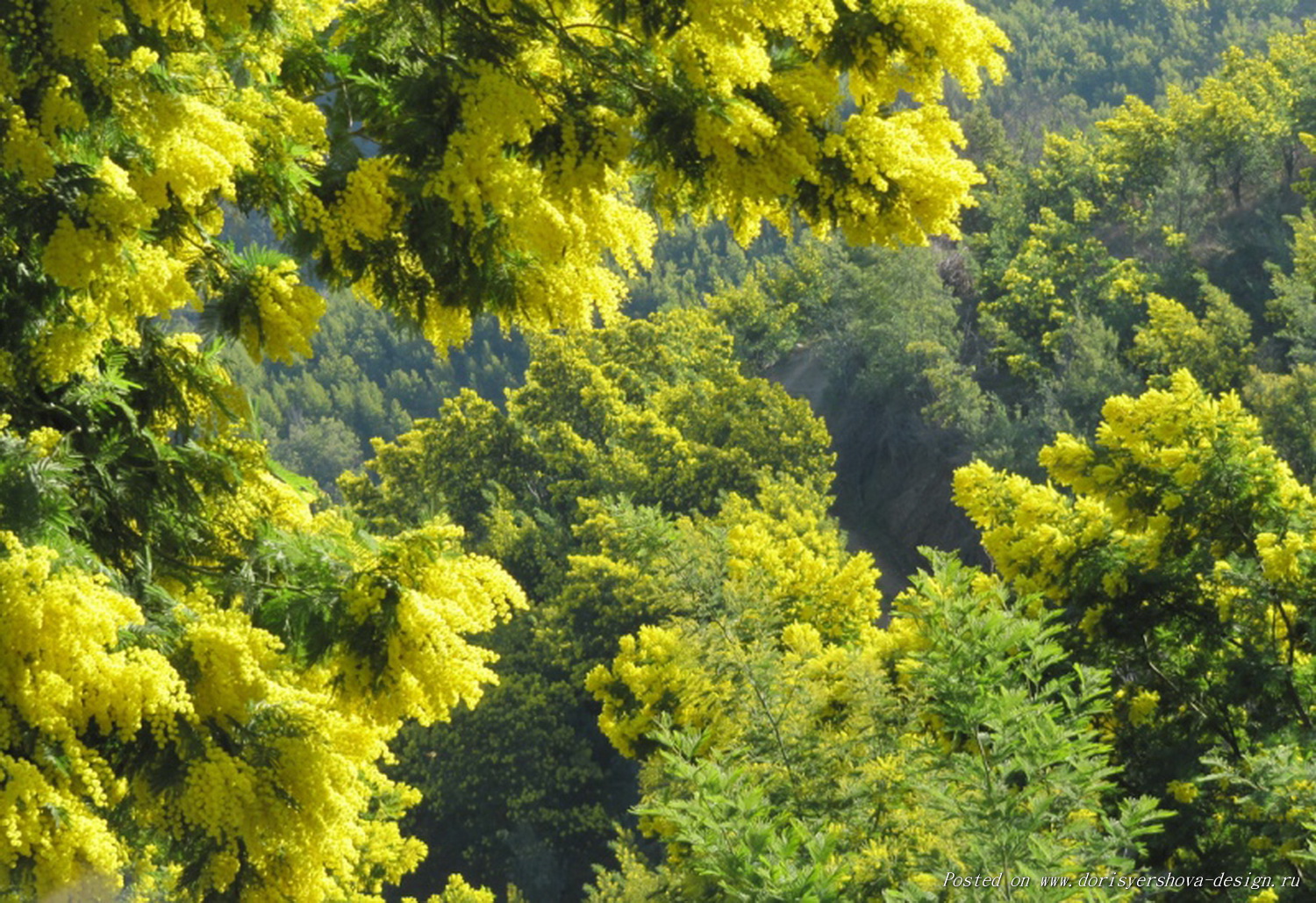 Дерево мимозы в Абхазии