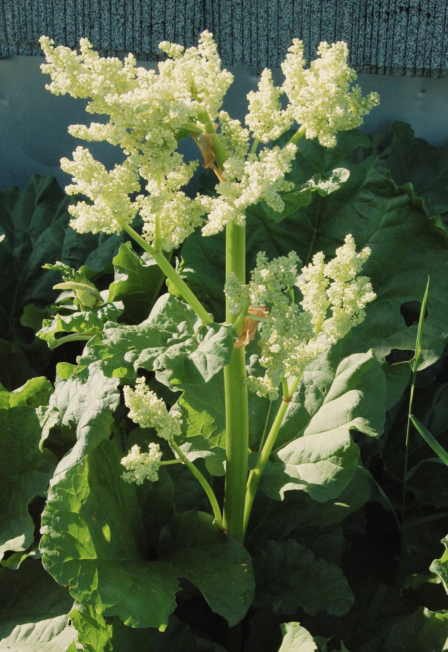 Rheum officinale – ревень лекарственный