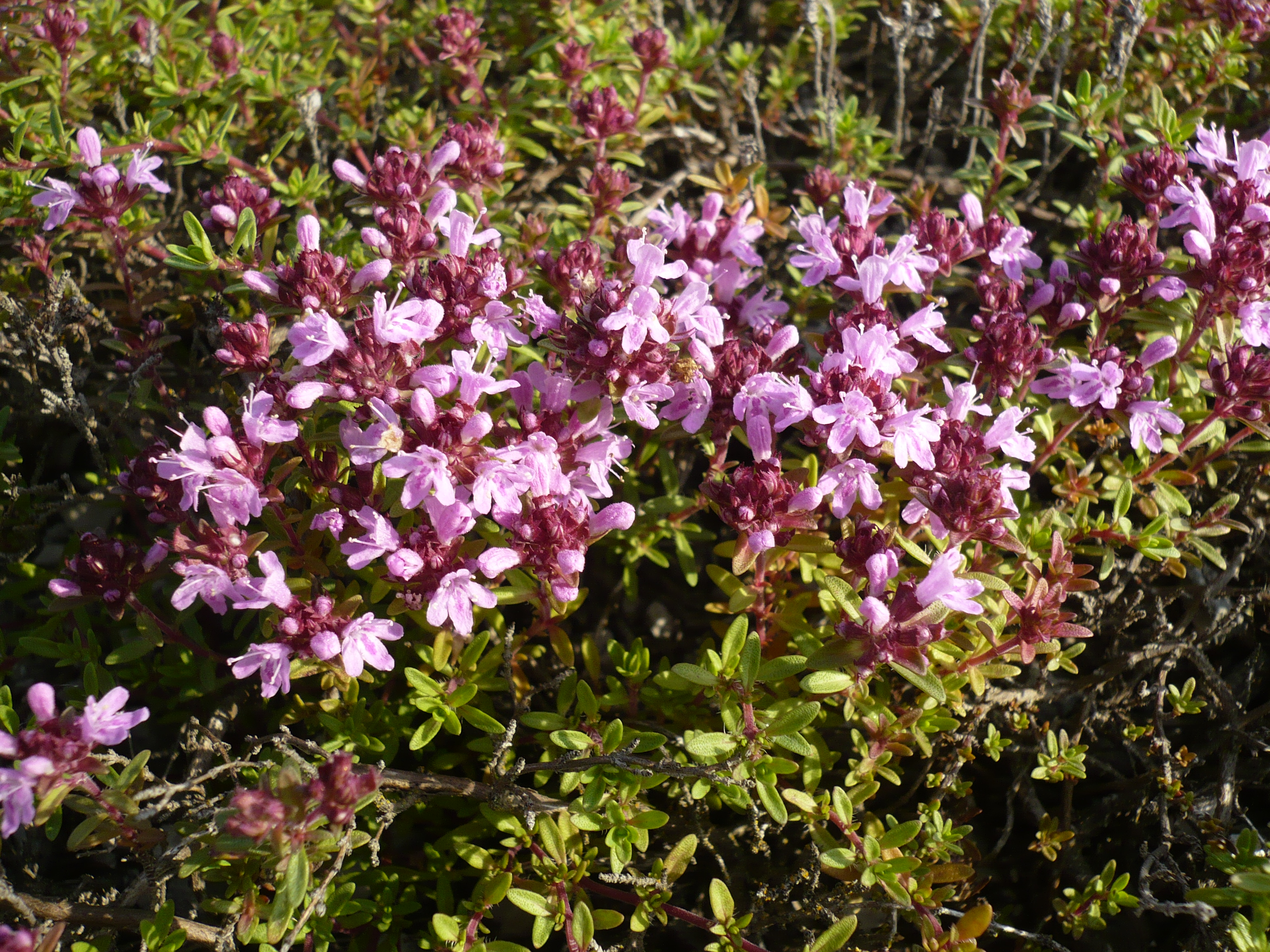 Тимьян (Thymus)