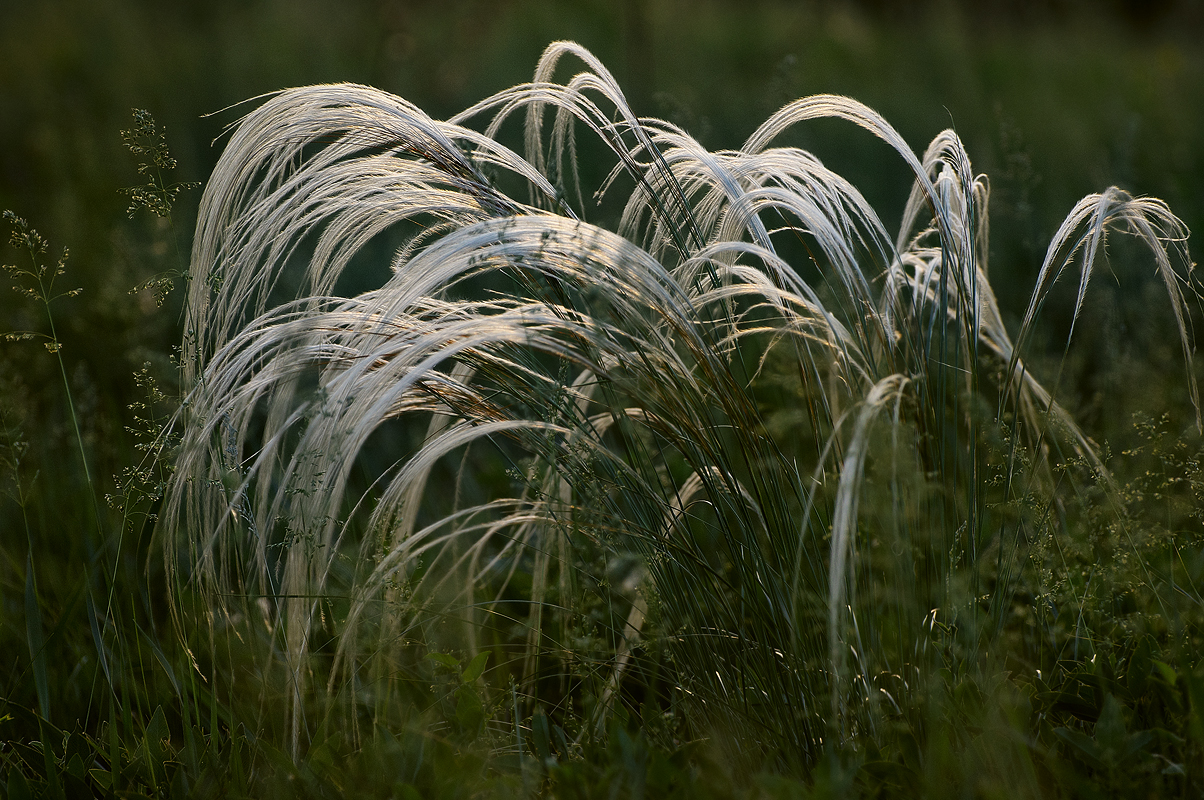 Ковыль (Stipa)