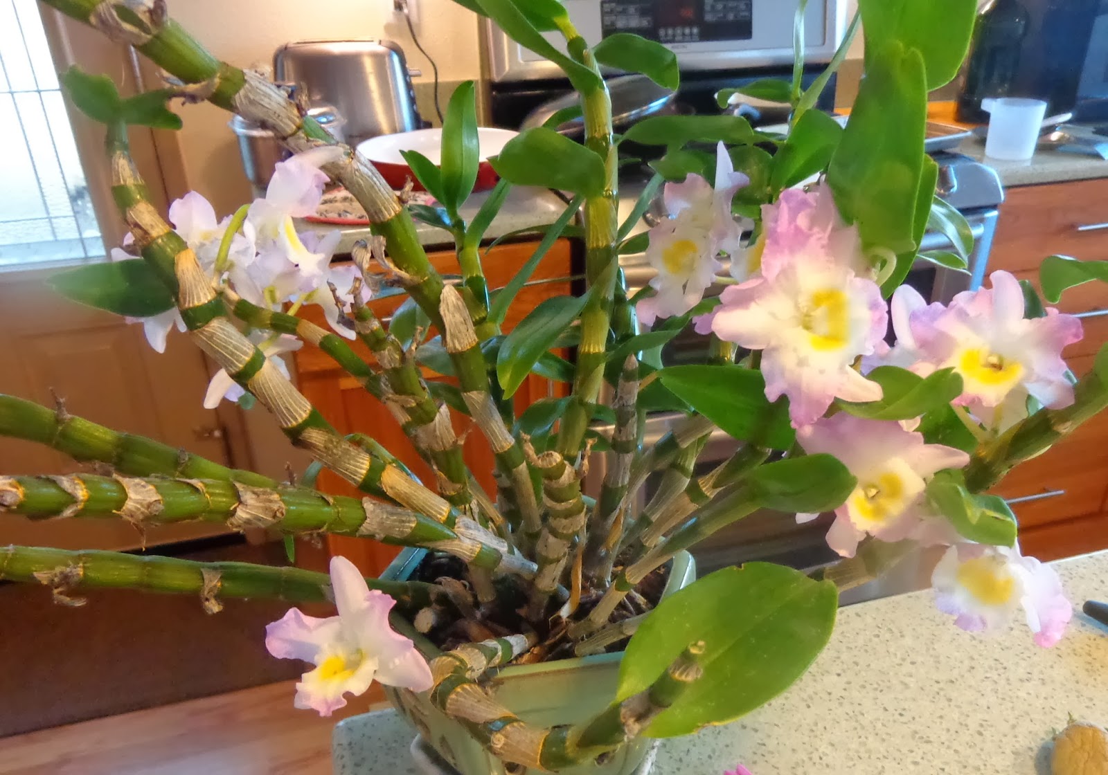 Орхидея Дендробиум Нобиле цветение