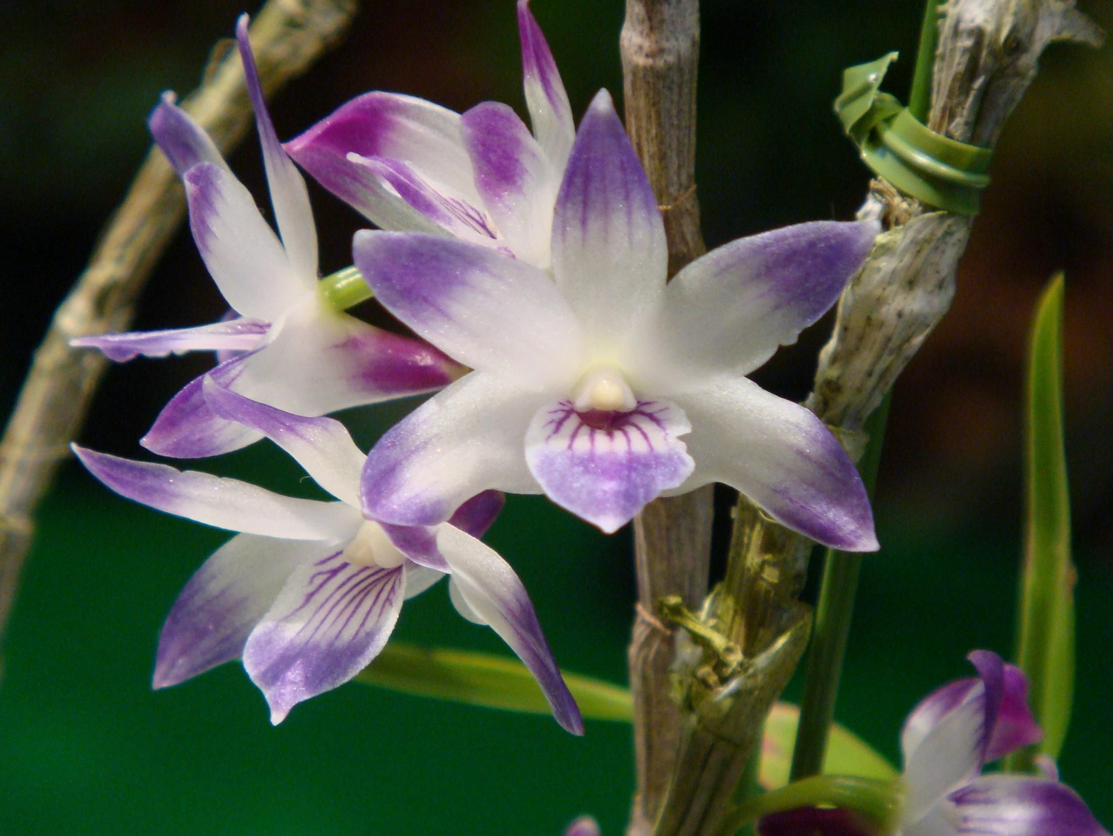 Орхидея Дендробиум Эмма