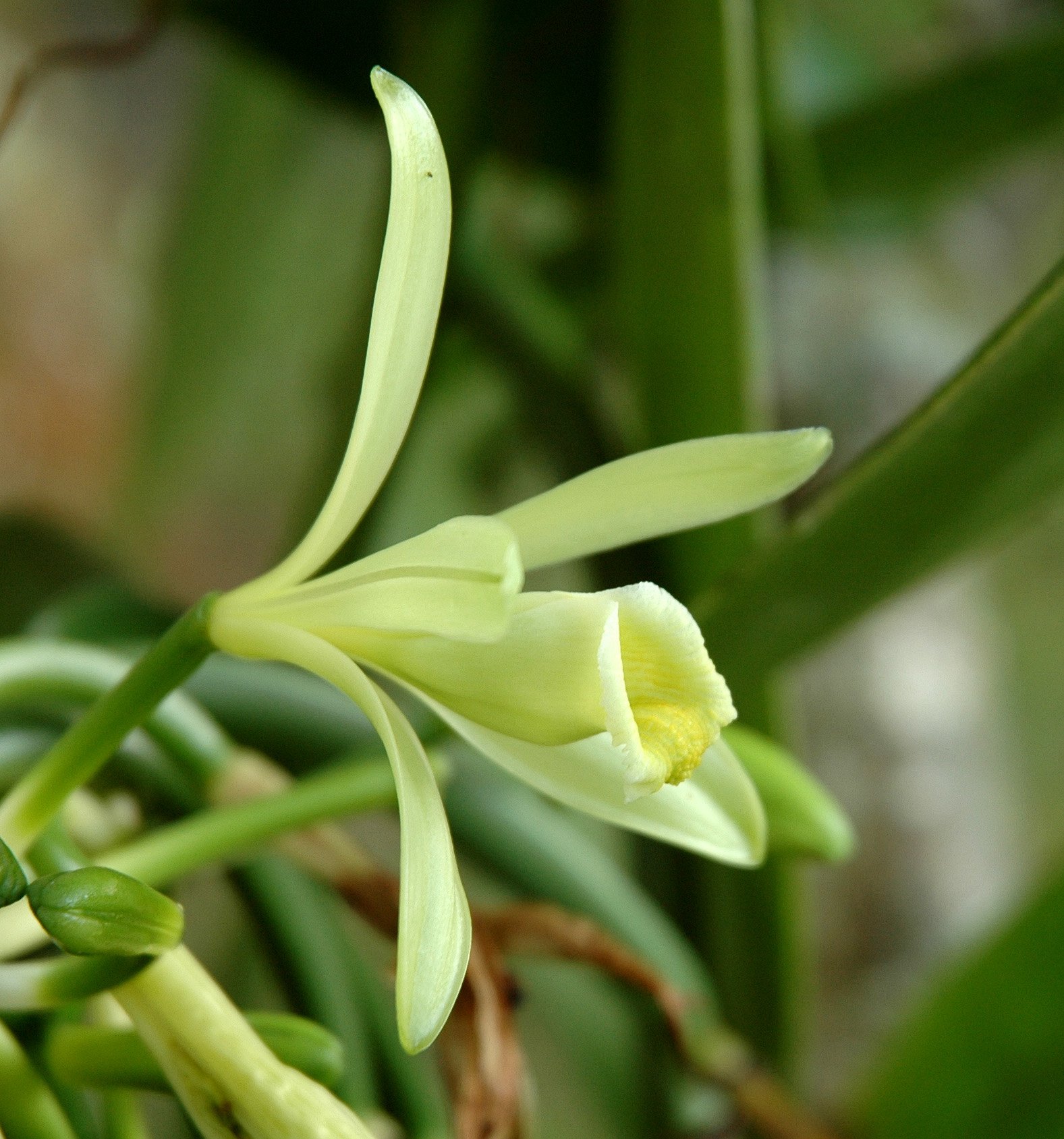Семейство Орхидные ваниль