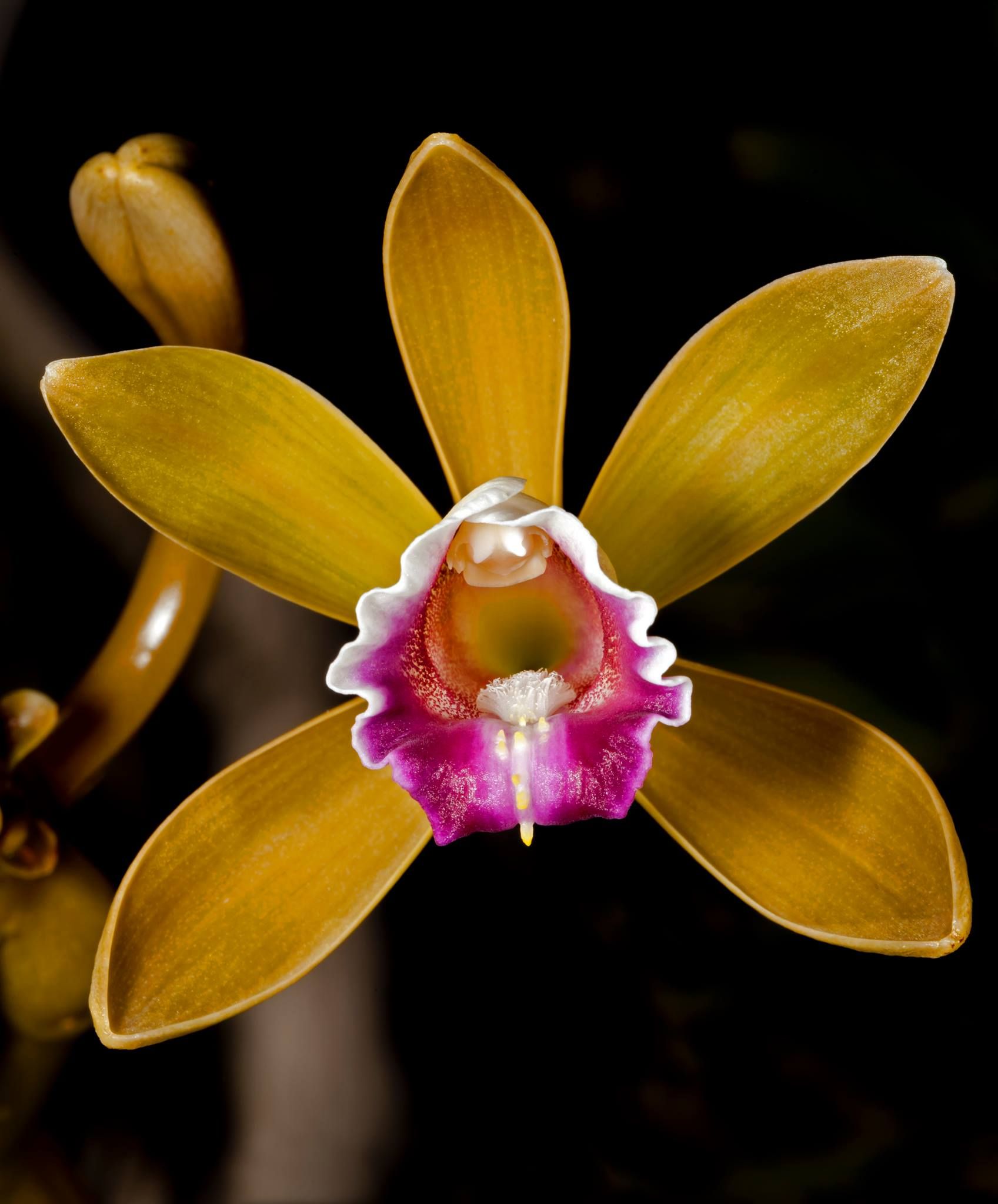 Орхидея ваниль Родина