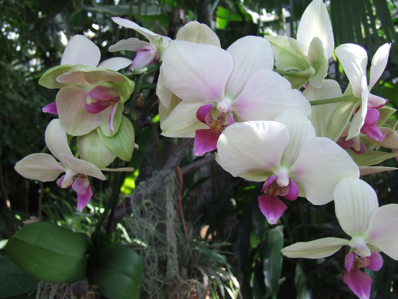Плетистая Орхидея