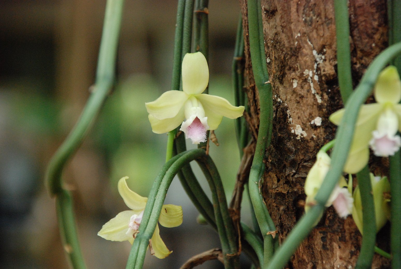 Орхидея ваниль планифолия