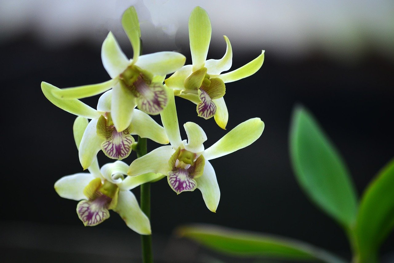 Орхидеи Бразилии в природе