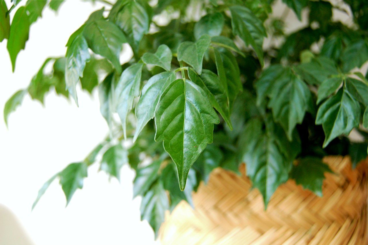 Радермахера китайская плотная листва
